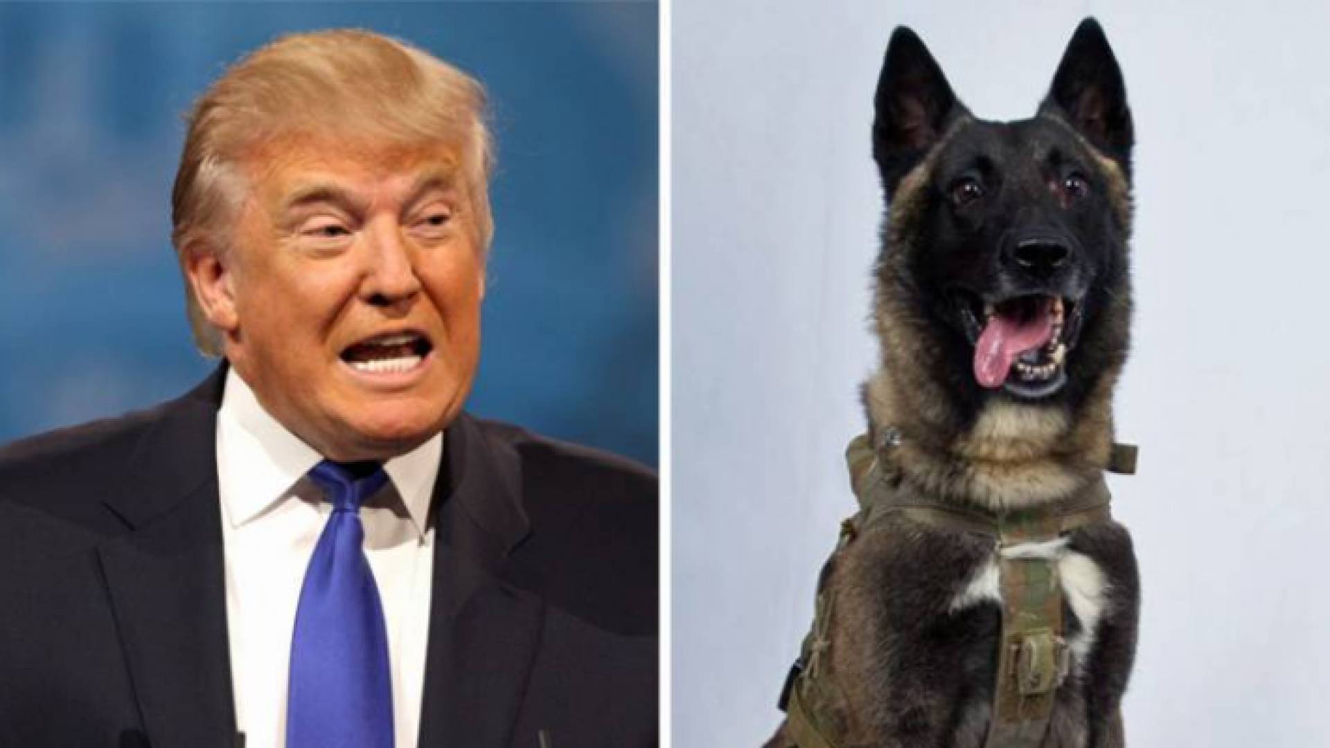 ترمب: وسائل الإعلام الأمريكية اهتمت بالكلب "كونان" أكثر مني