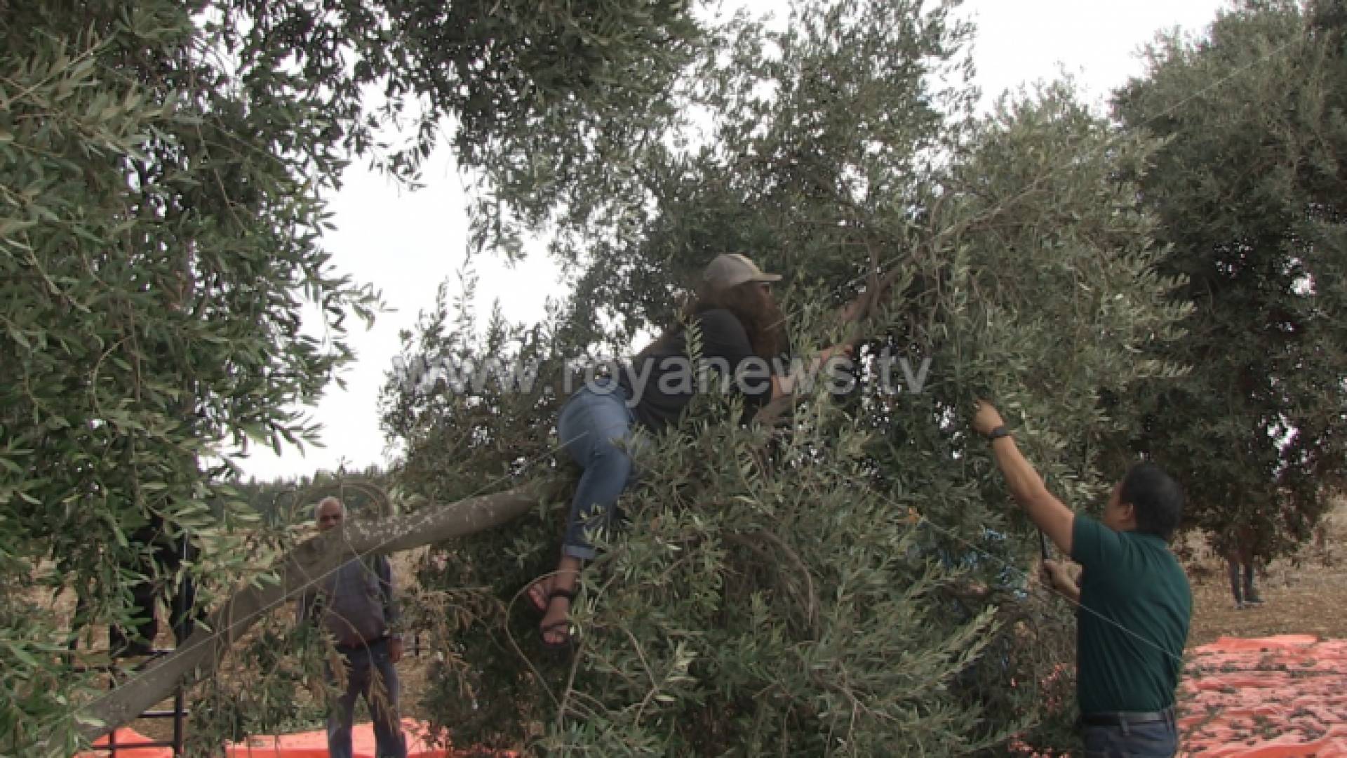 متطوعون من الولايات المتحدة يشاركون في قطاف الزيتون في اربد