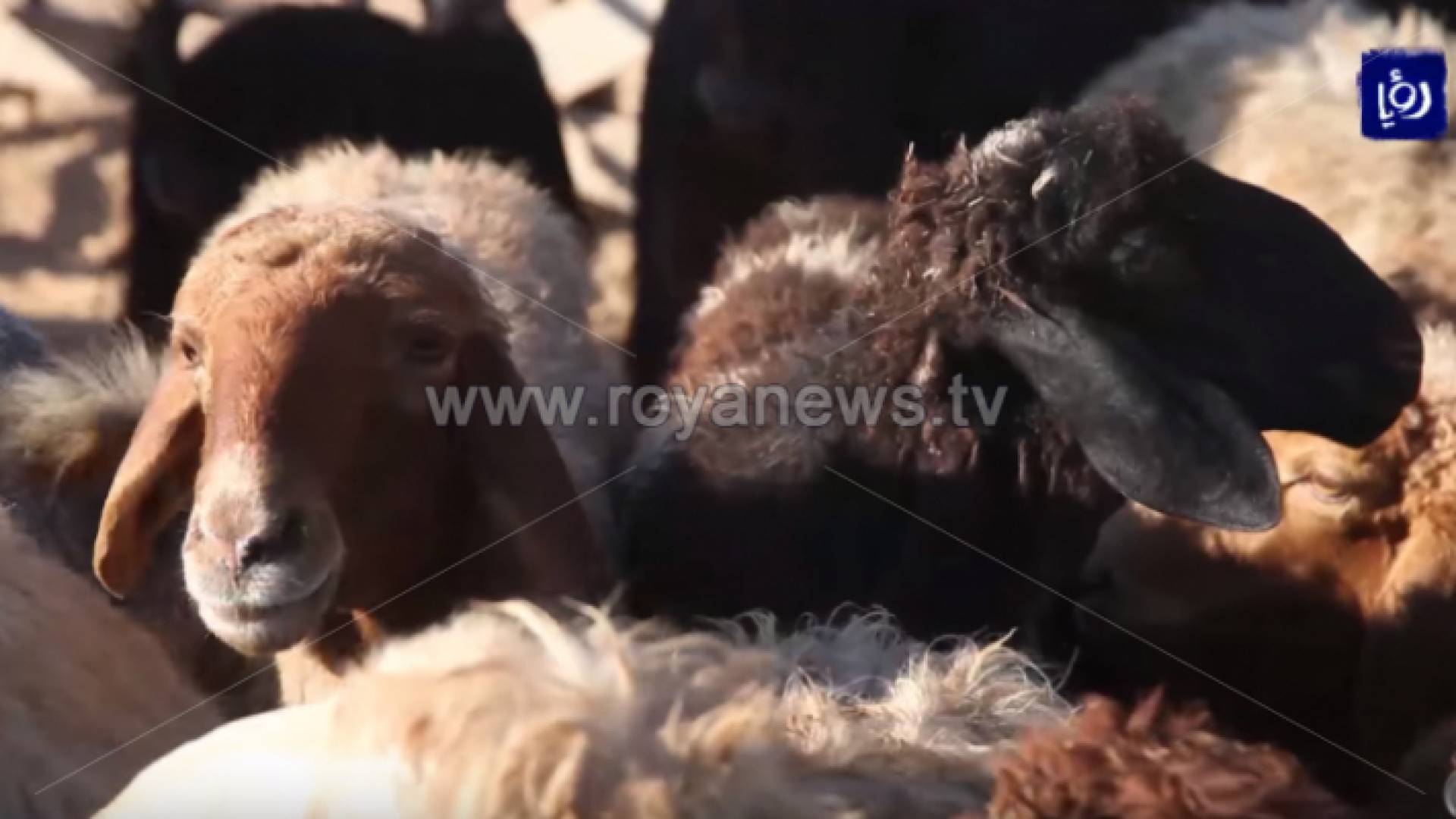 ارتفاع صادرات الأردن من الأغنام