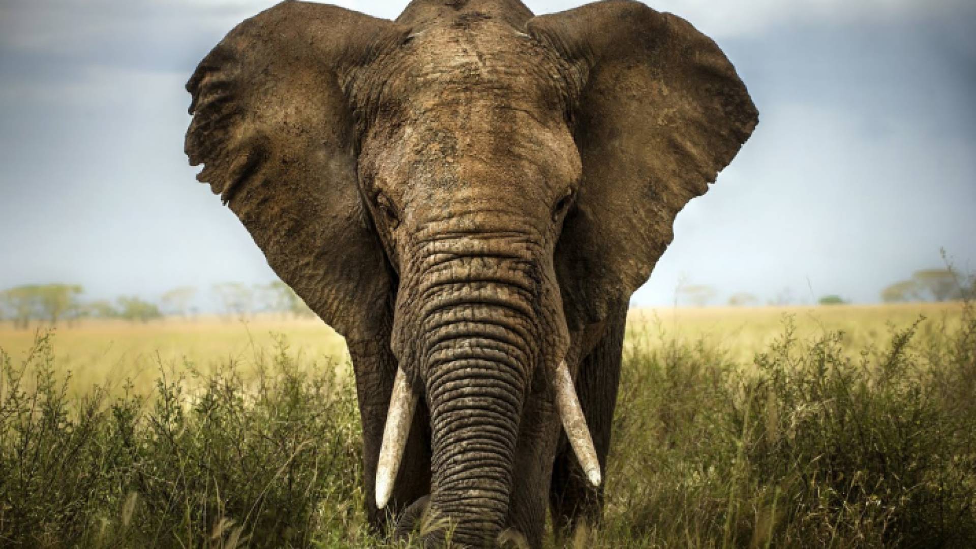 السلطات المحلية أطلقت عملية سابقة للقضاء على الفيل المؤذي