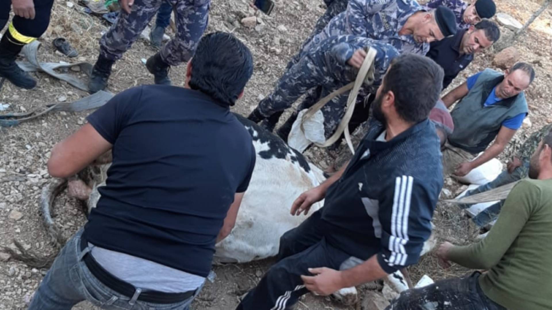 البقرة بصحة جيدة