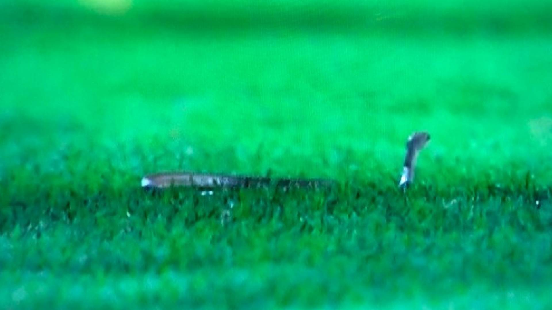 ثعبان سام يوقف مباراة في كأس خادم الحرمين الشريفين