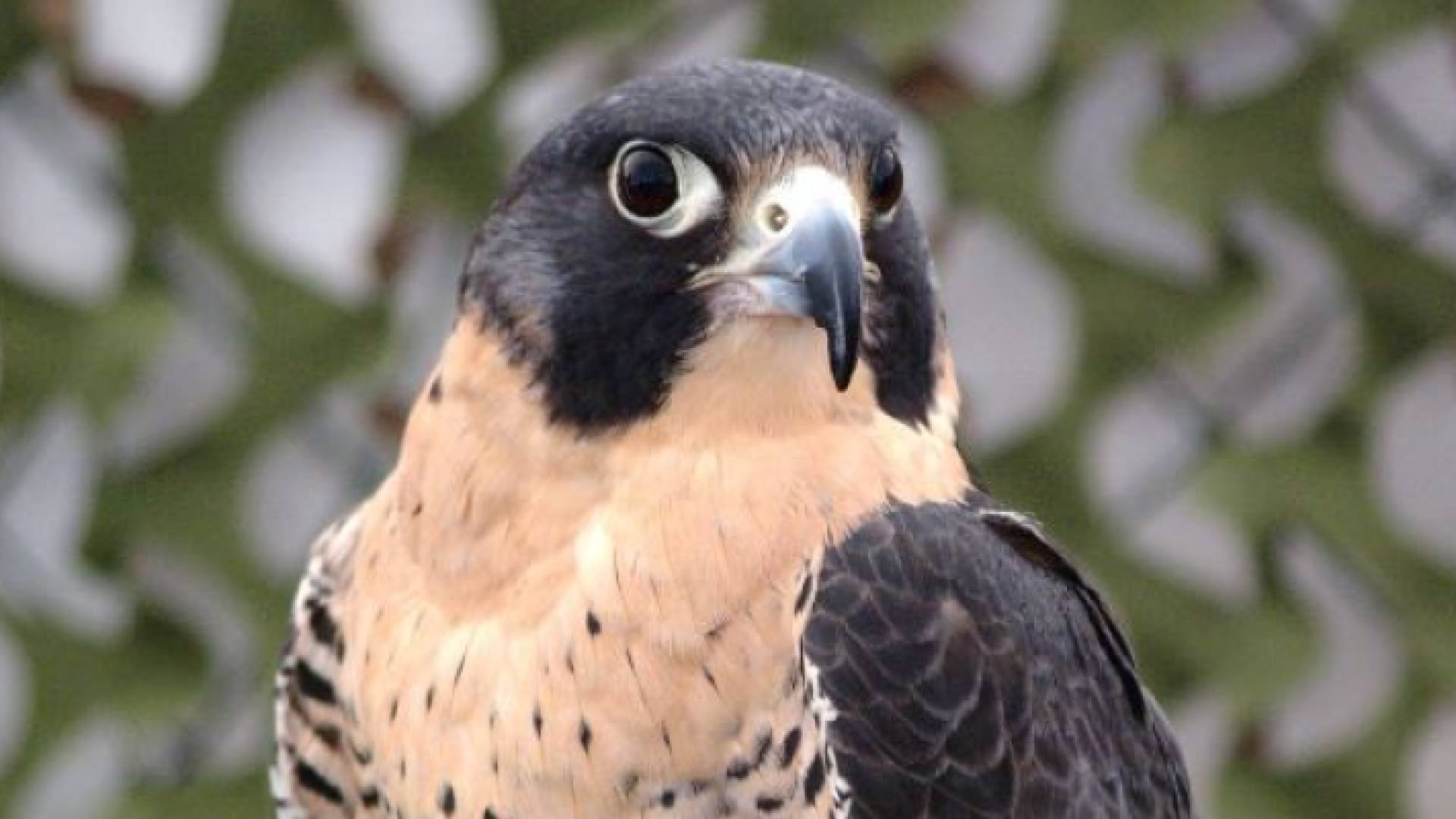 صورة لطير من صنف شاهين