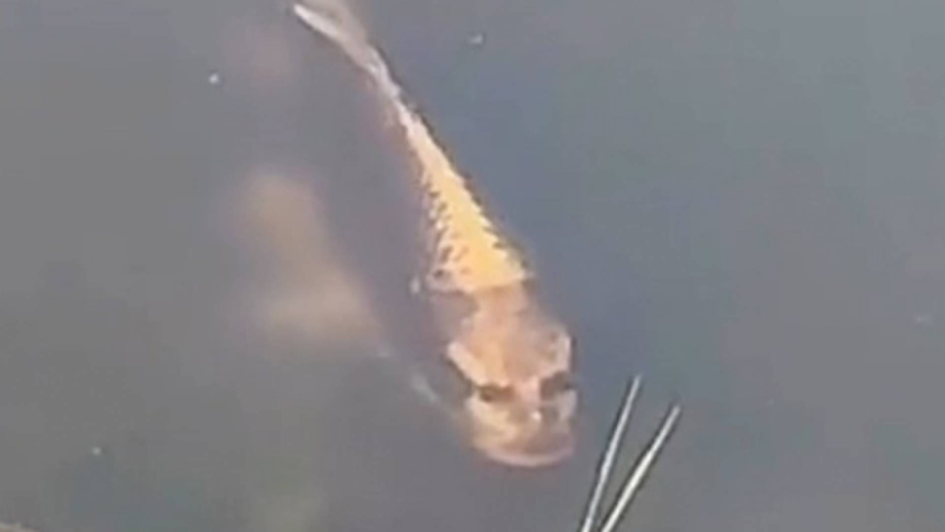 صورة من الفيديو