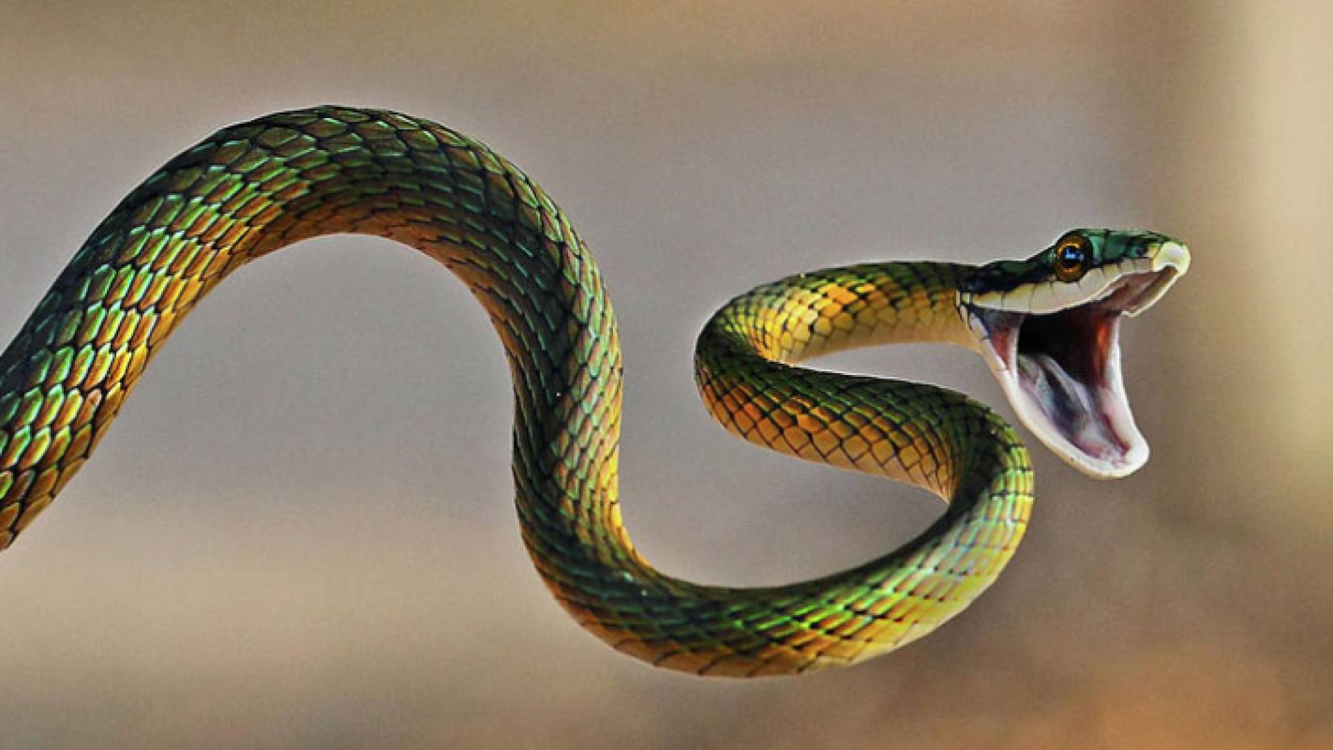 صورة أفعى - أرشيفية