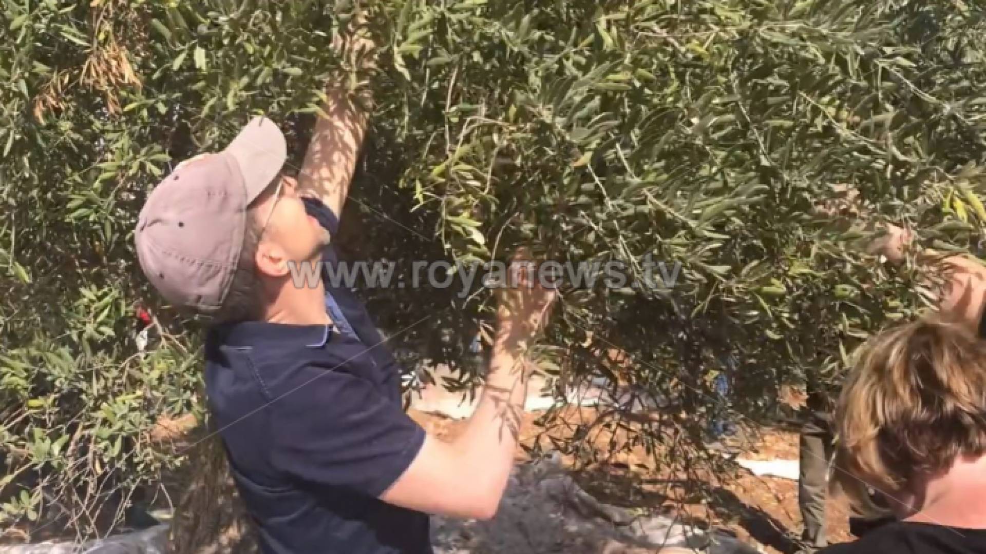 السفارة الأمريكية تشارك بقطف الزيتون في صخرة بعجلون
