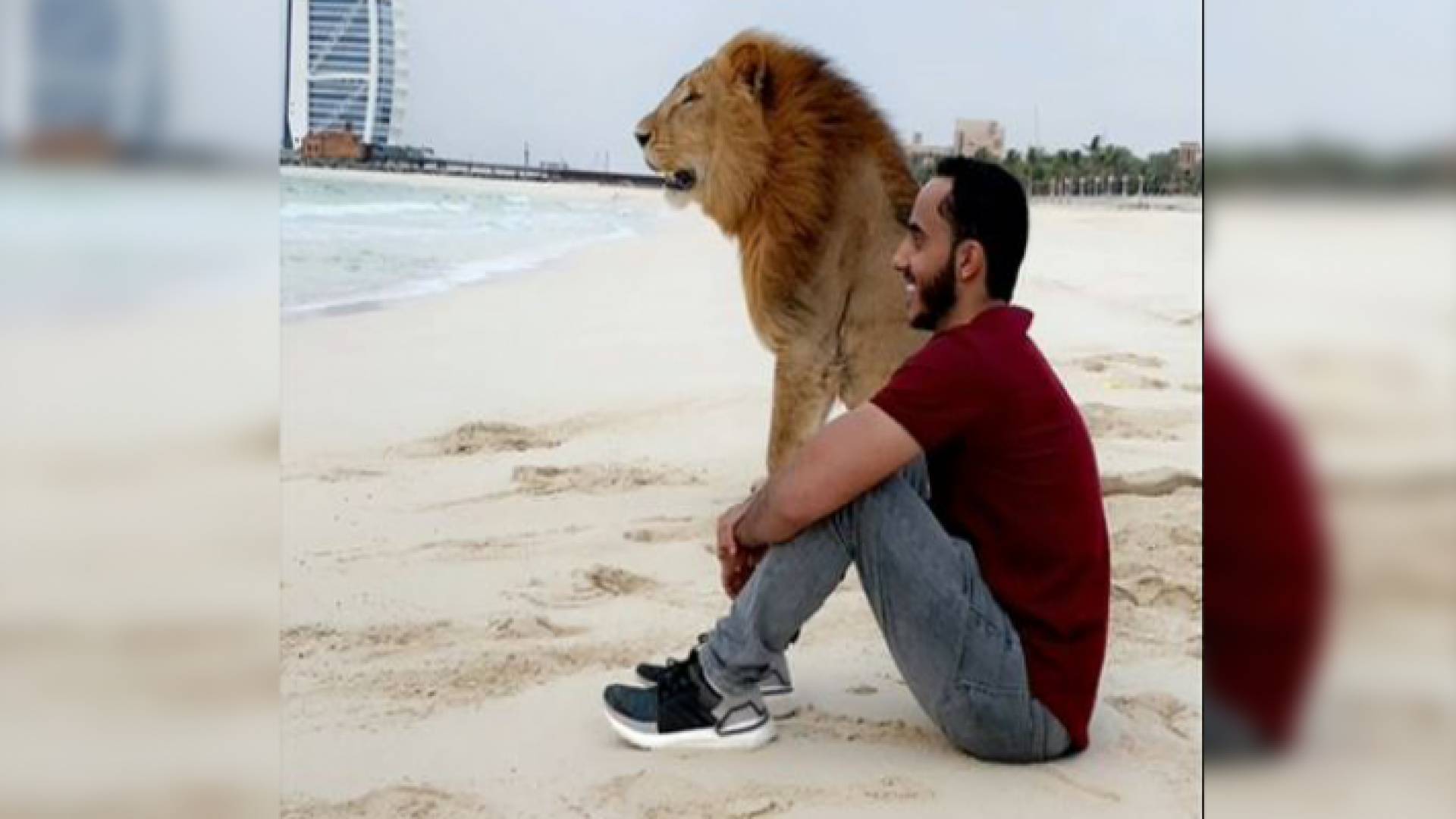 شاب سعودي يلاعب أسدا ونمرا على شواطئ دبي ويخرج عن المألوف!