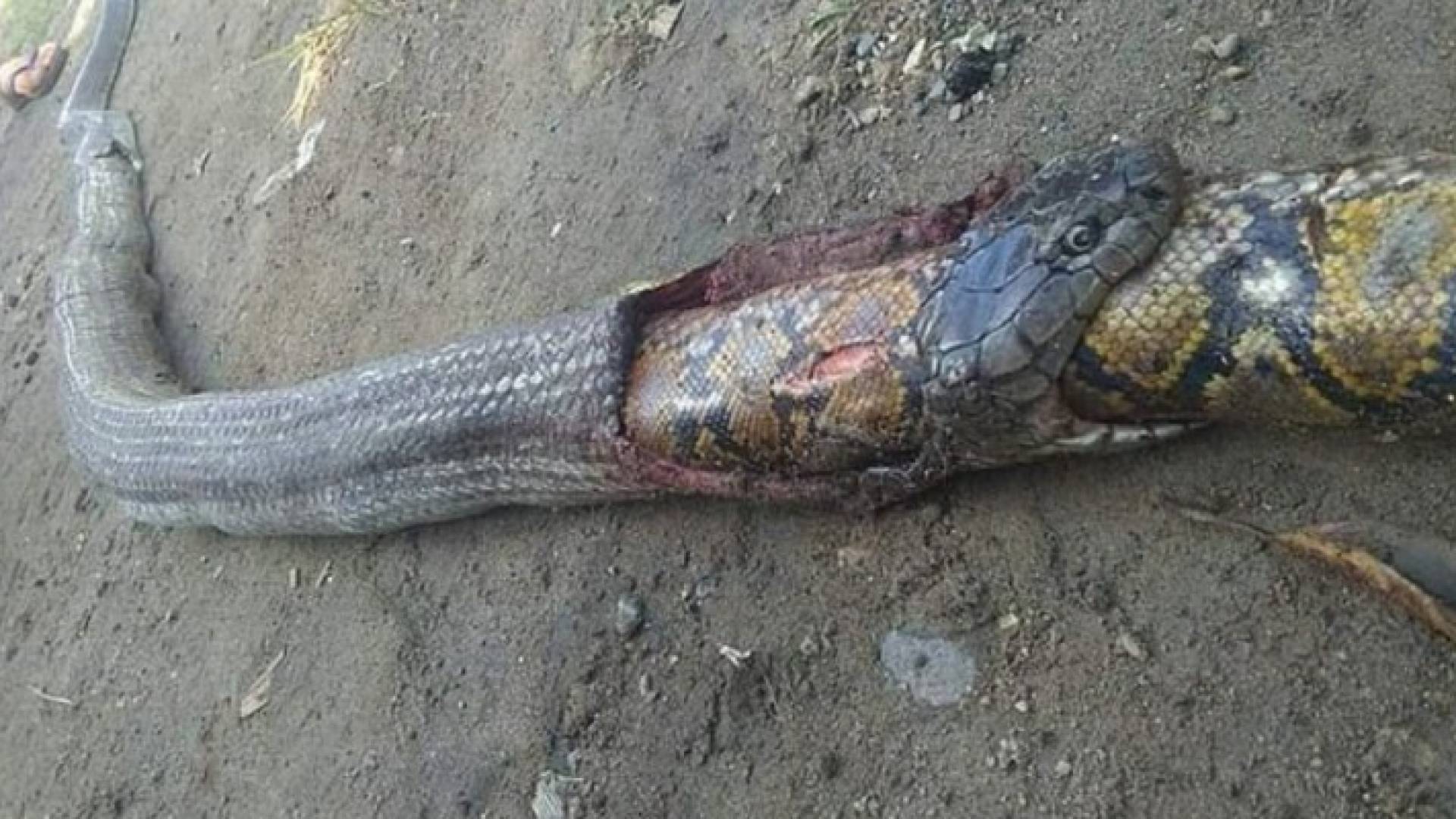 أفعى كوبرا تبتلع ثعبانا ضخما في الفلبين