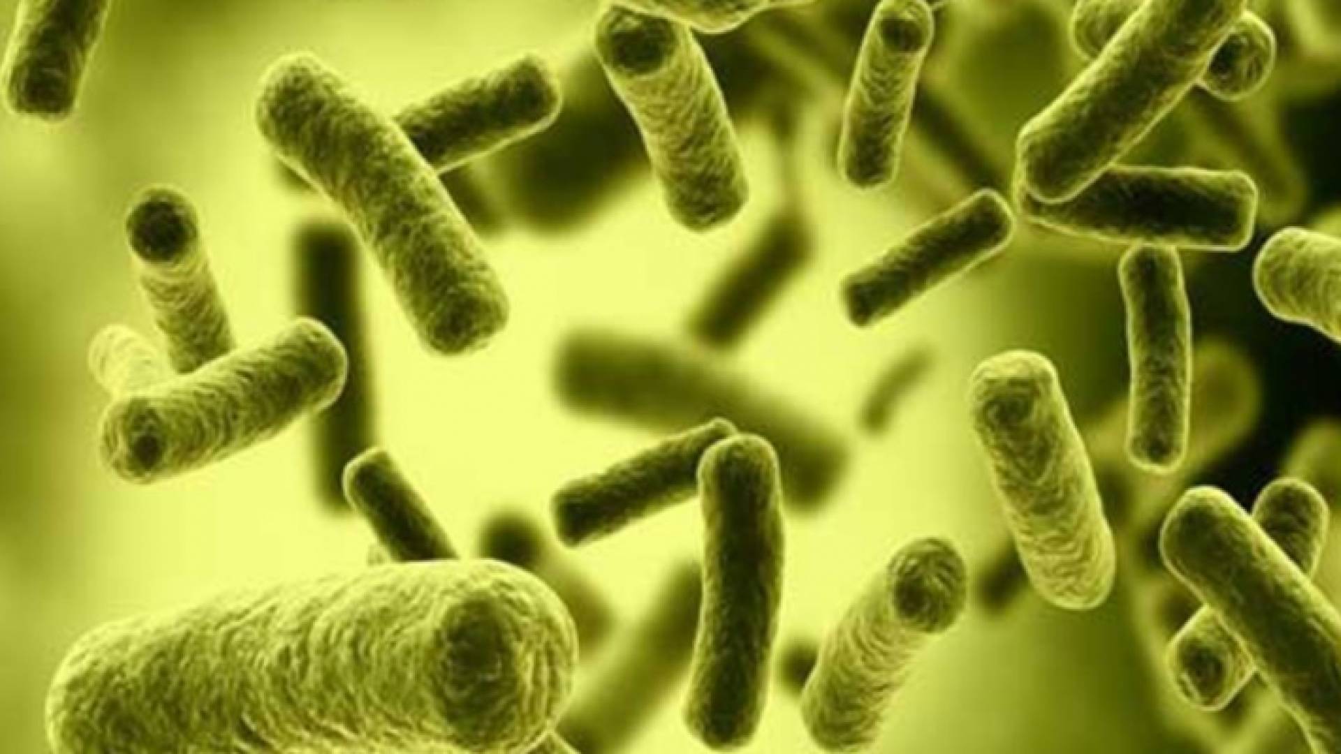 "البكتيريا النافعة" فعالية عالية في العلاج والحماية من الأمراض المزمنة