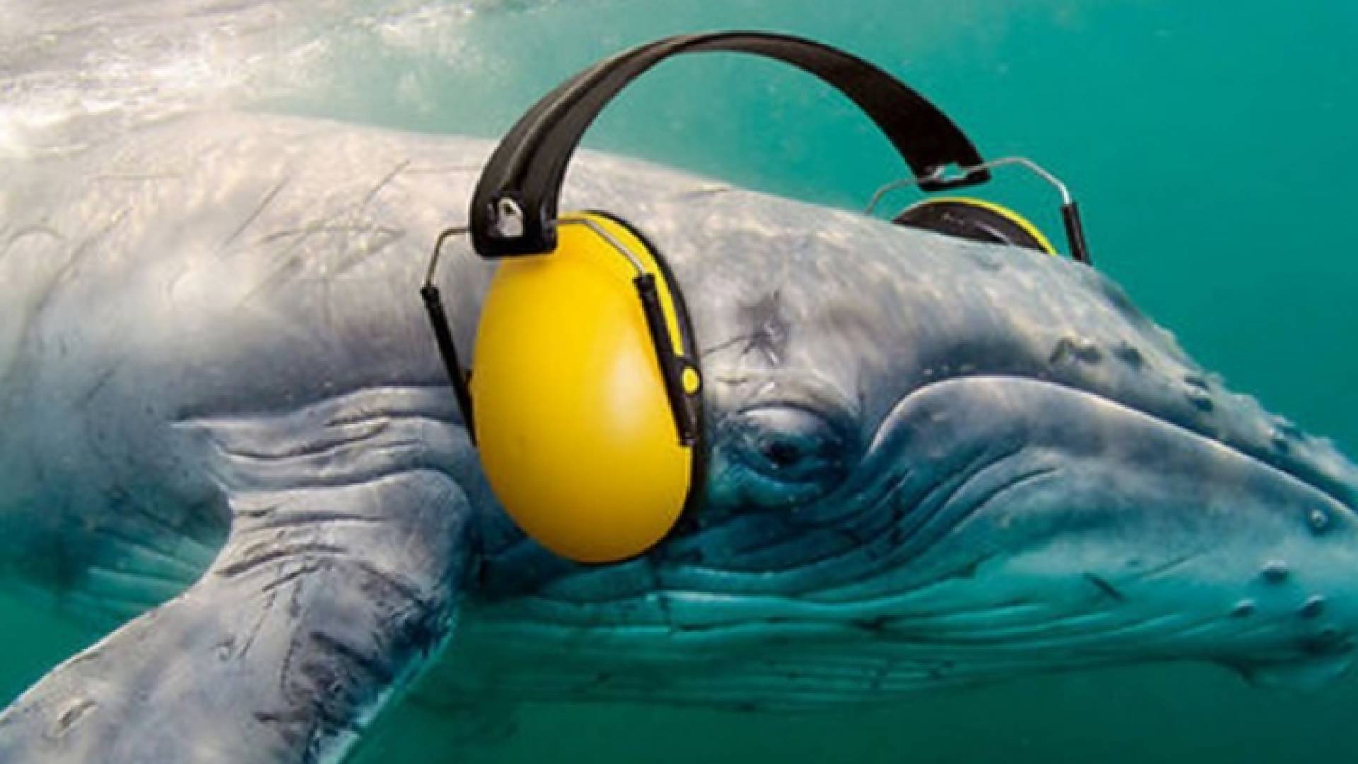 ضوضاء البشر