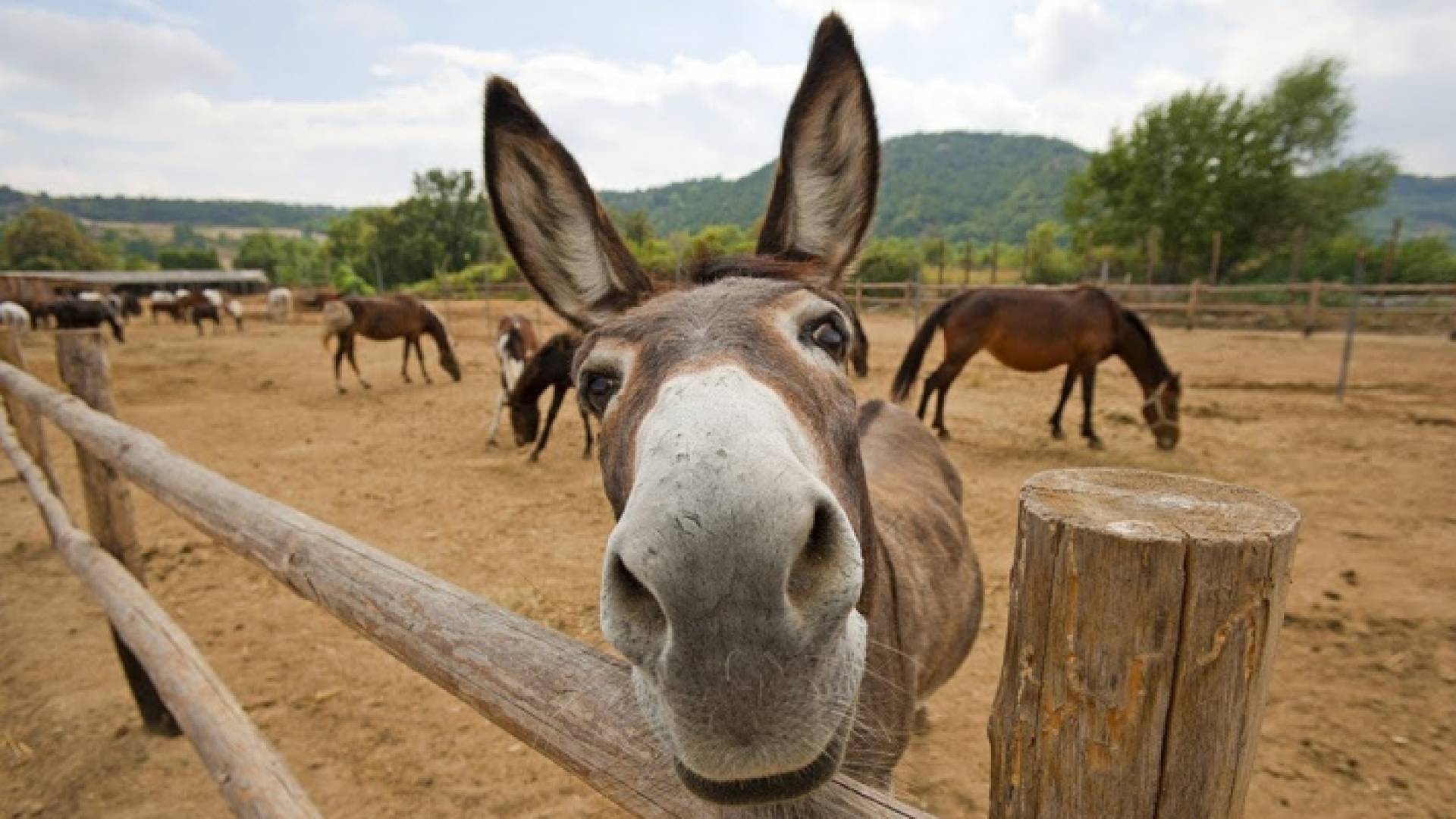 هناك حاجة إلى نحو 4.8 ملايين حمار في السنة