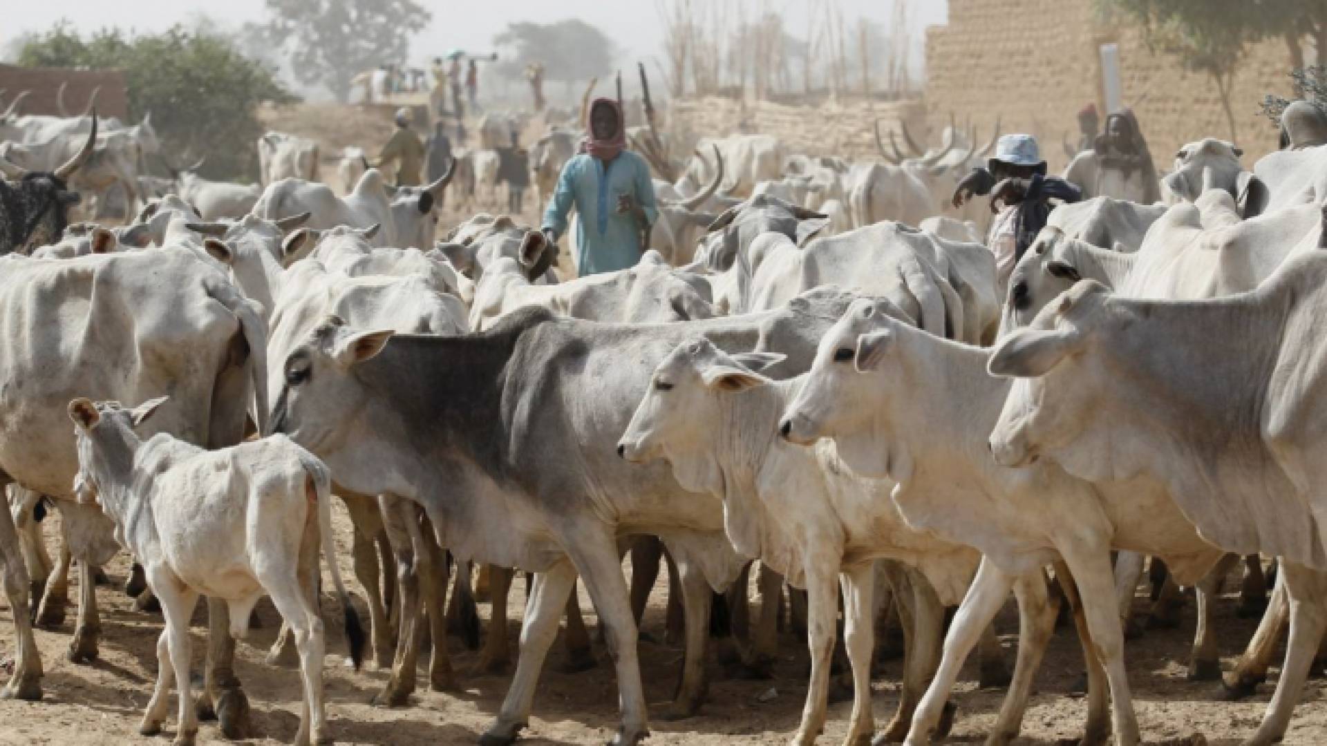 أبقار نيجيريا