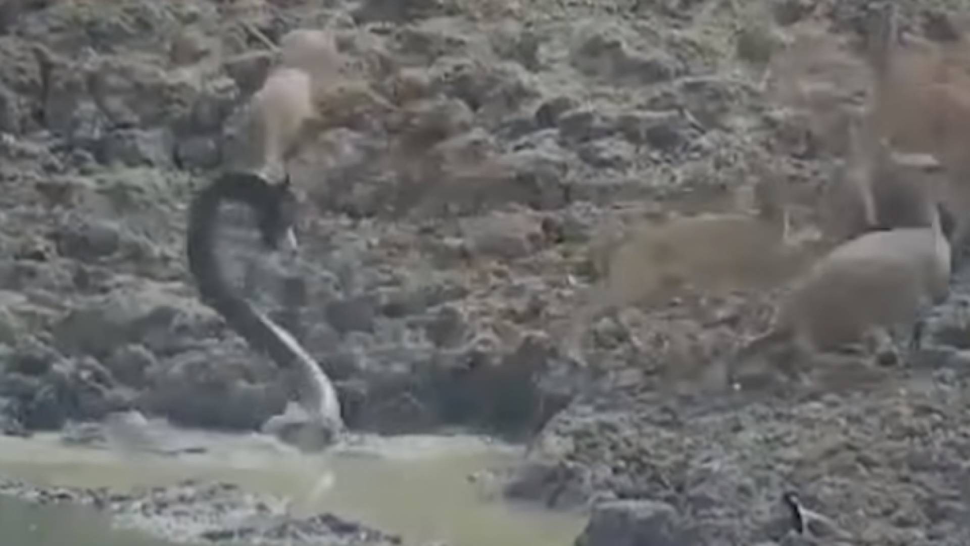 صورة من الفيديو