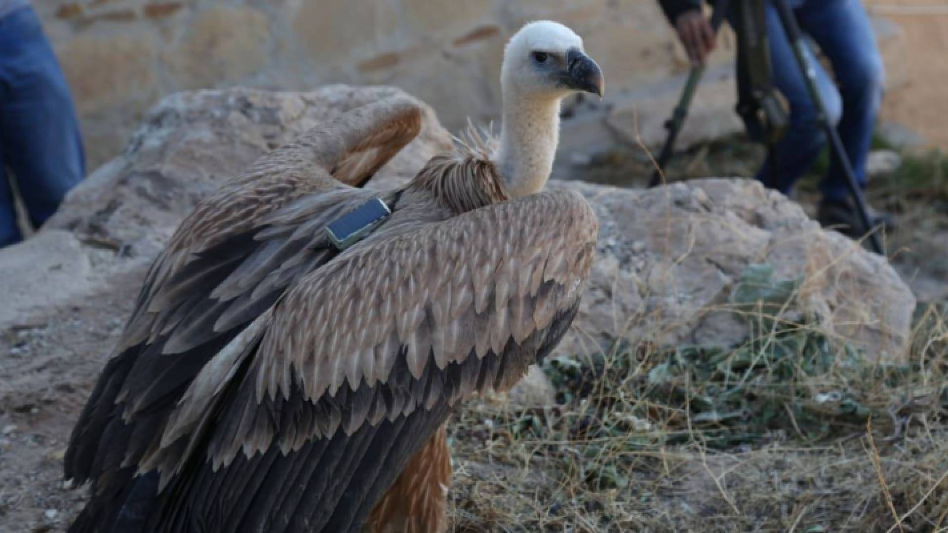 "الملكية لحماية الطبيعة" تطلق النسر البني في محمية ضانا