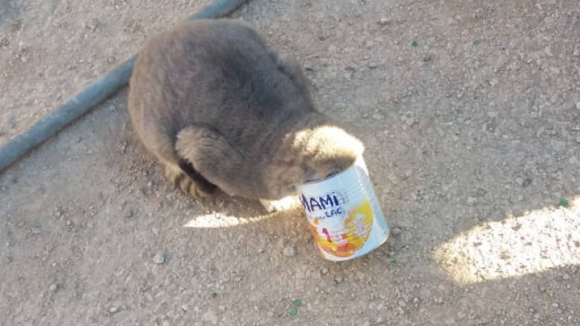 الدفاع المدني ينقذ قطة في العاصمة