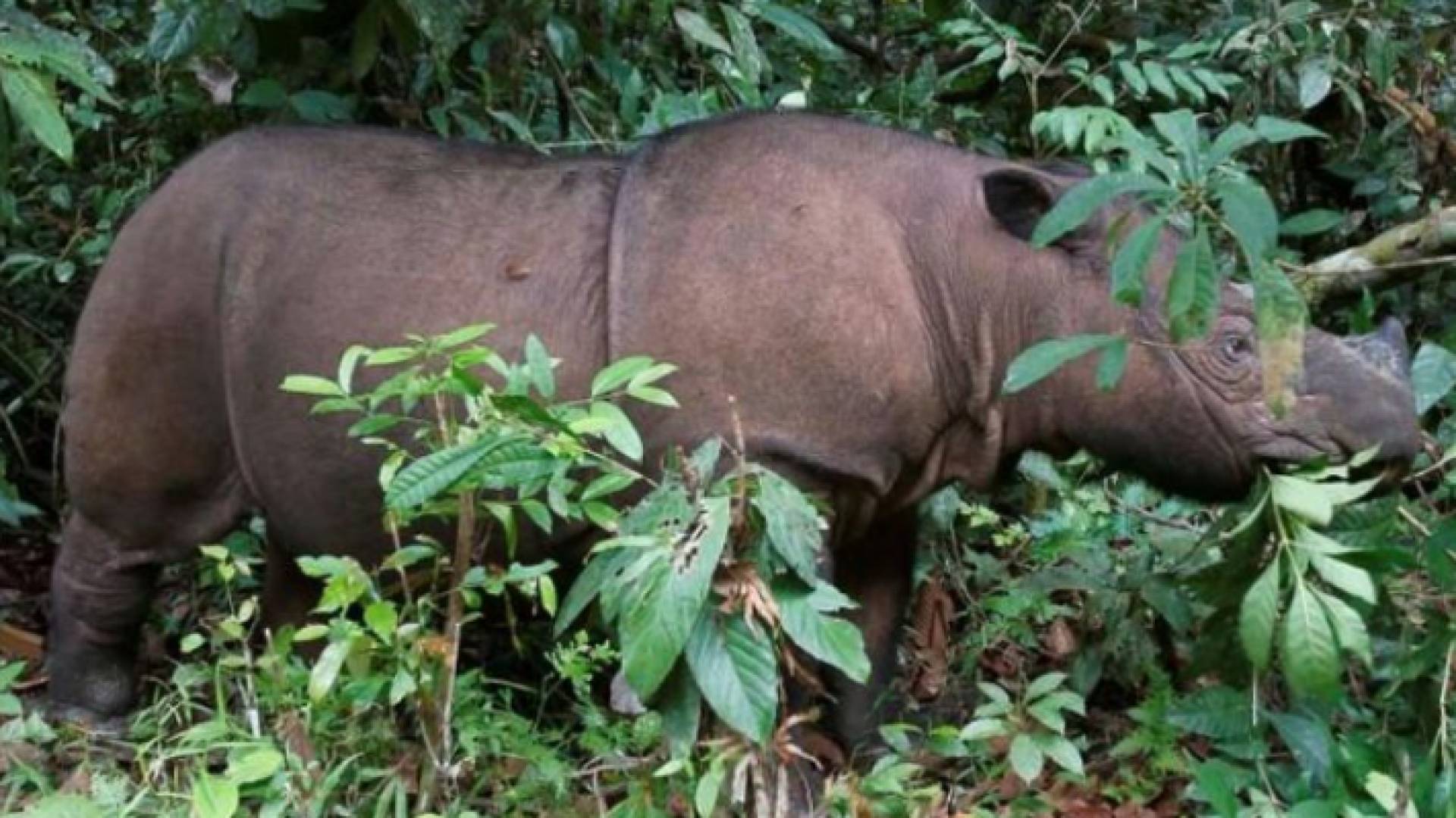 أنثى وحيد قرن سومطري