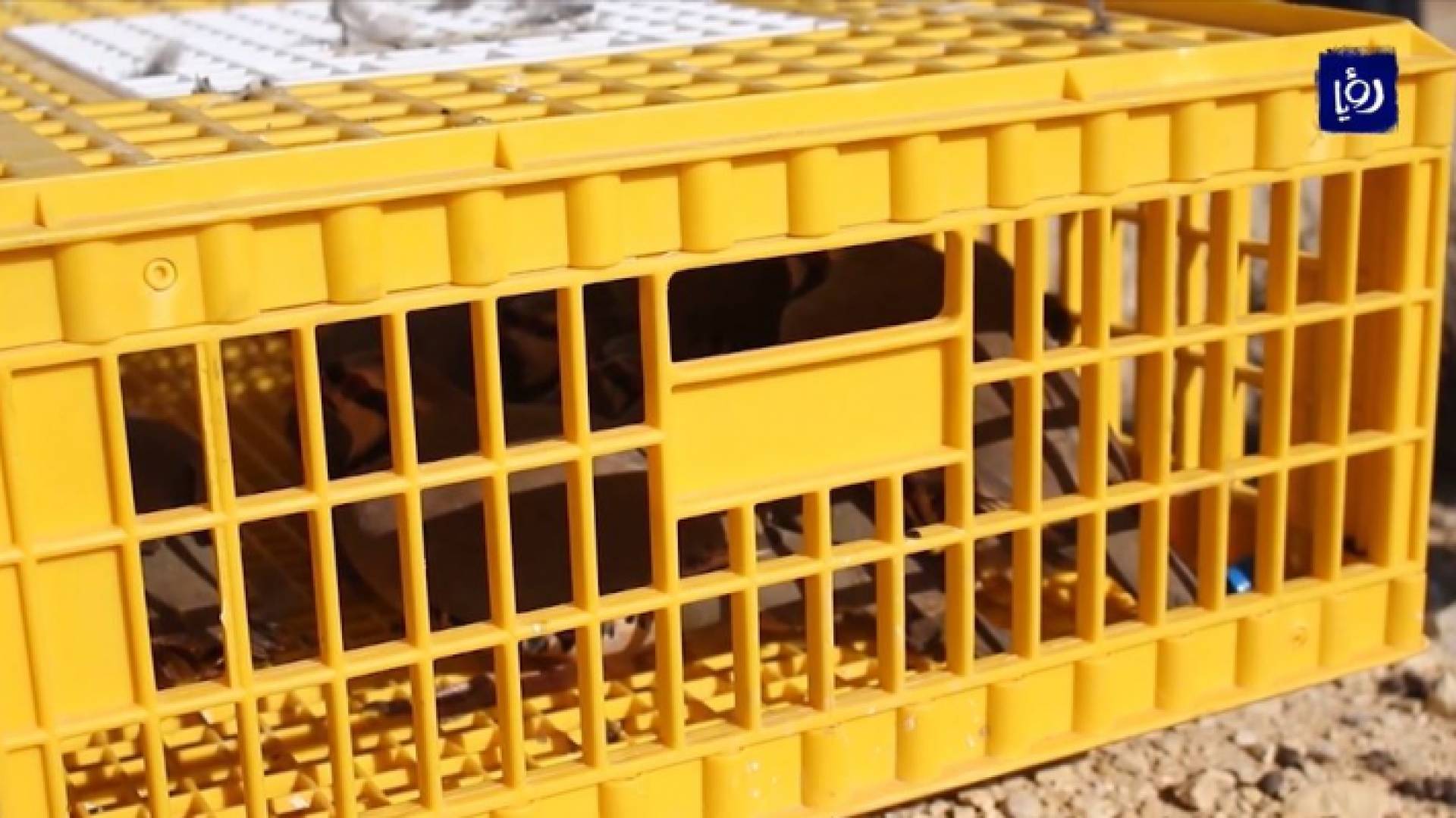 الجمعية الملكية لحماية الطبيعة تطلق 600 طائر حجل في محمية ضانا