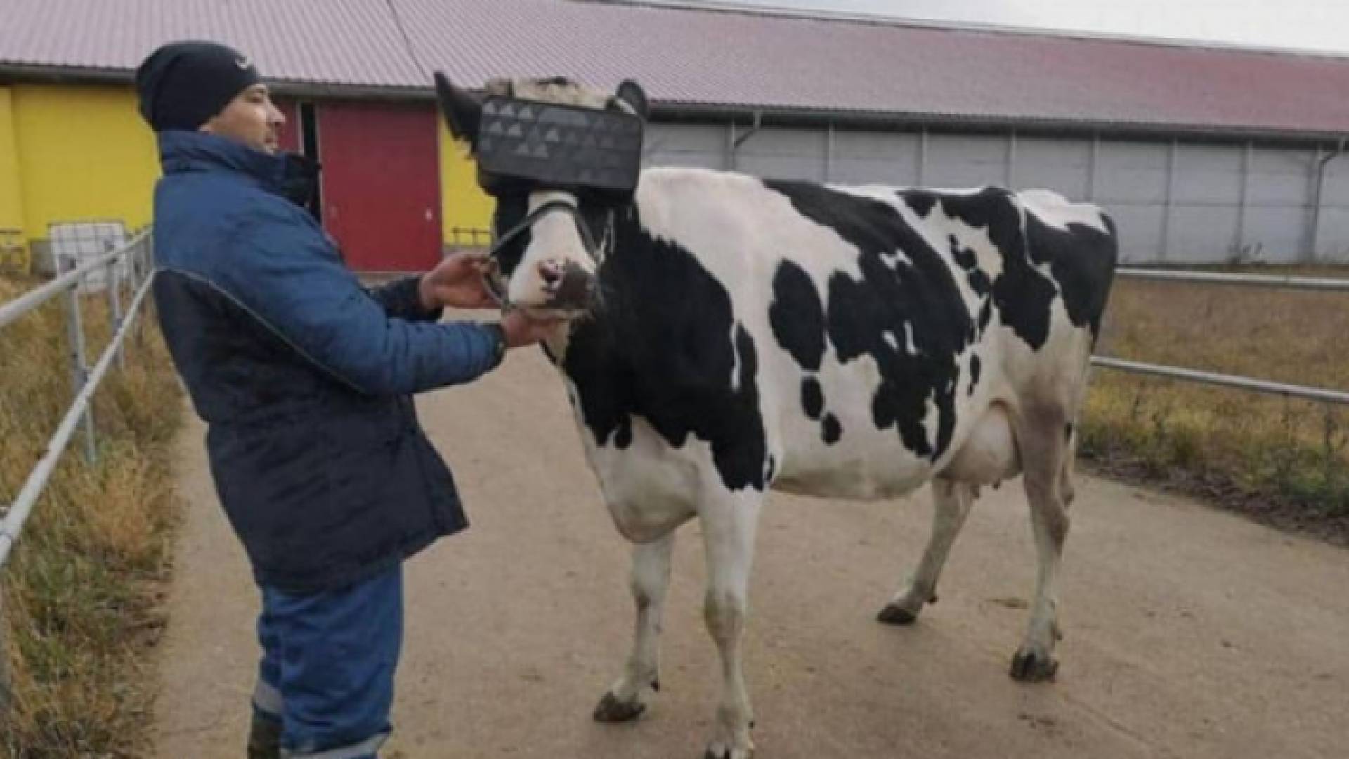 أبقار في روسيا ترتدي نظارات الواقع الافتراضي