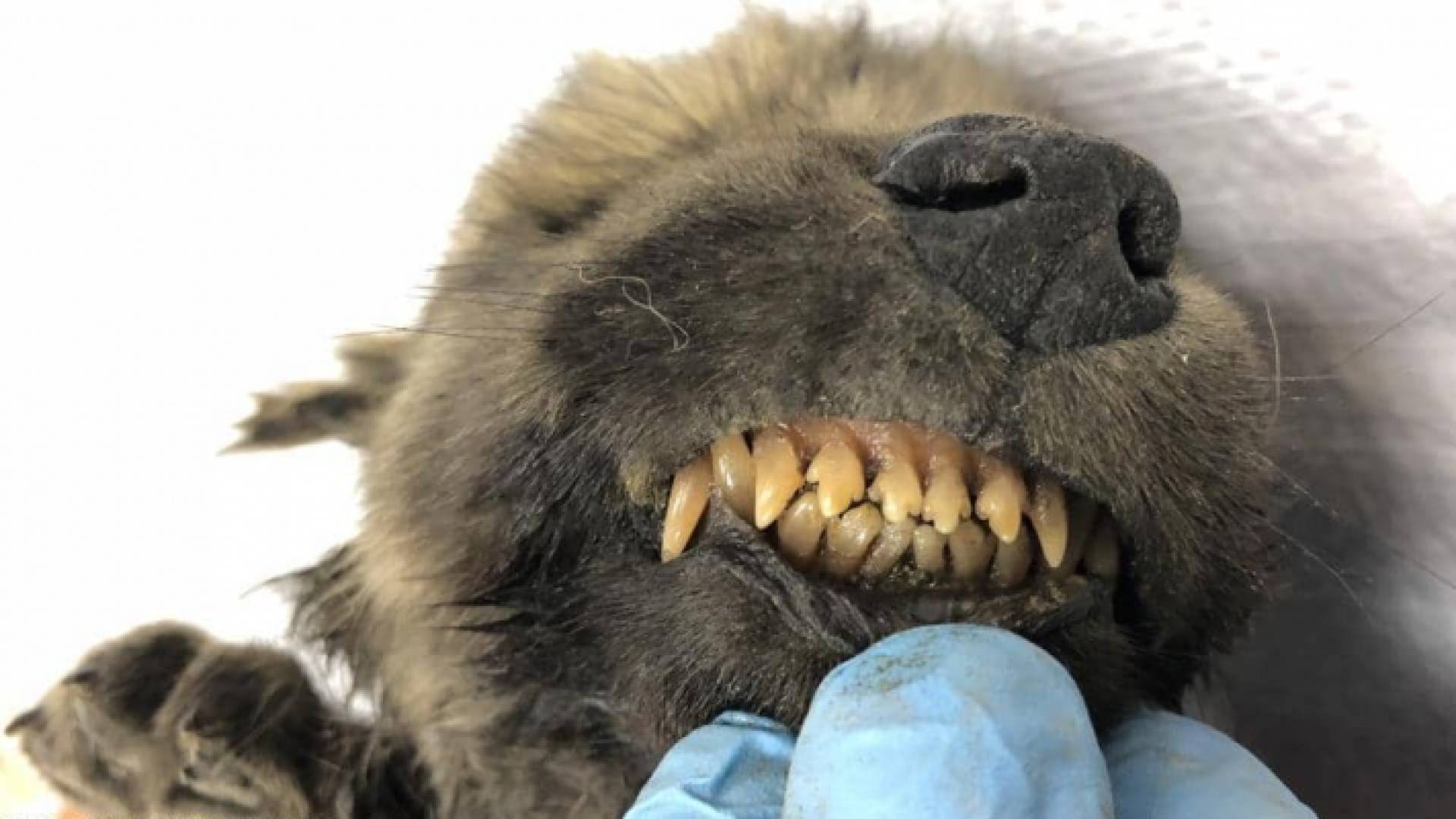 الجرو المحنط