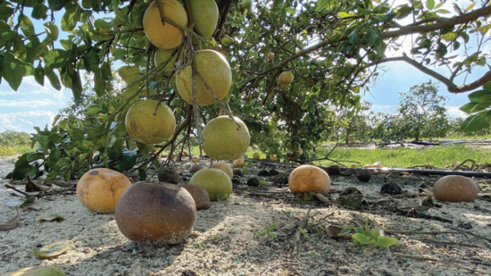 أشـجـار البرتقـال