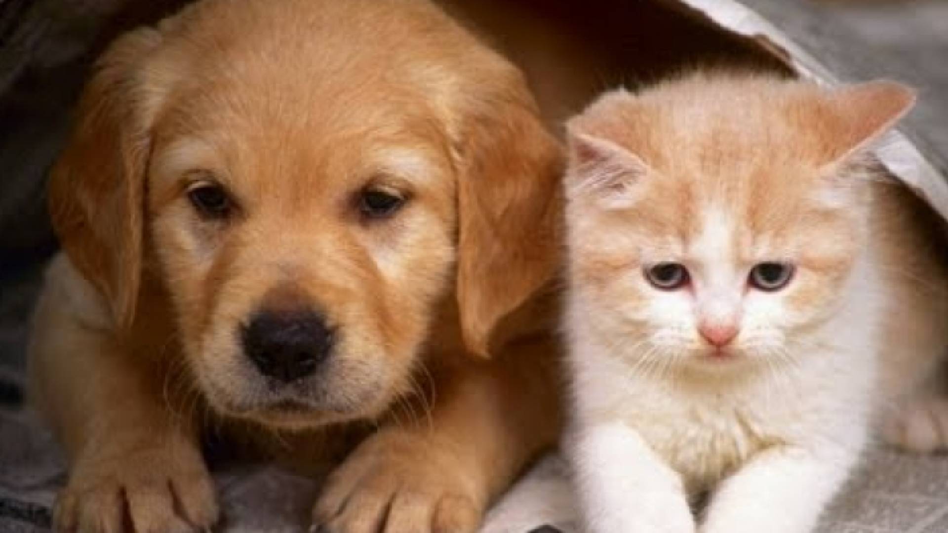 قطة وكلب - تعبيرية