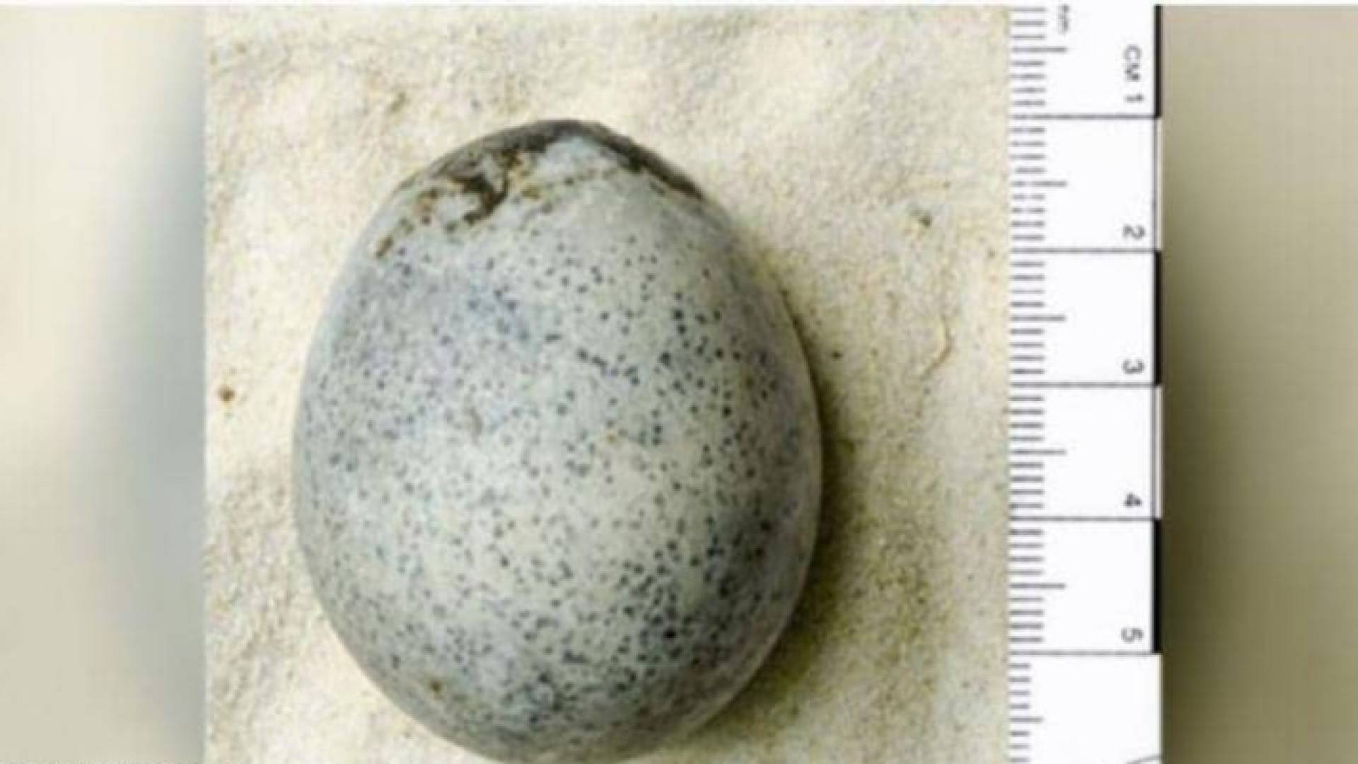 بيضة سليمة من العهد الروماني في بريطانيا