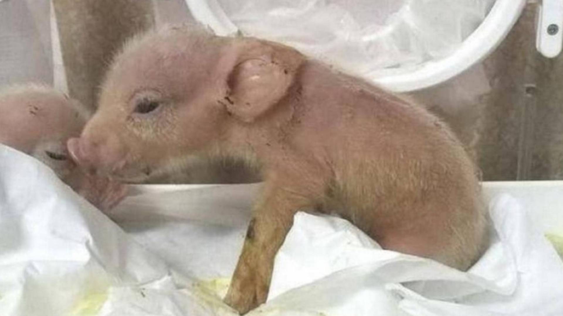 صين تولد أول كائن هجين "قرد خنزير"