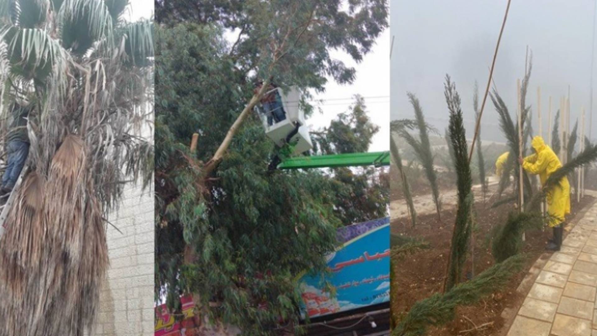 أمانة عمان..ألف شكوى تتعلق بـ"قص أشجار" العام الحالي