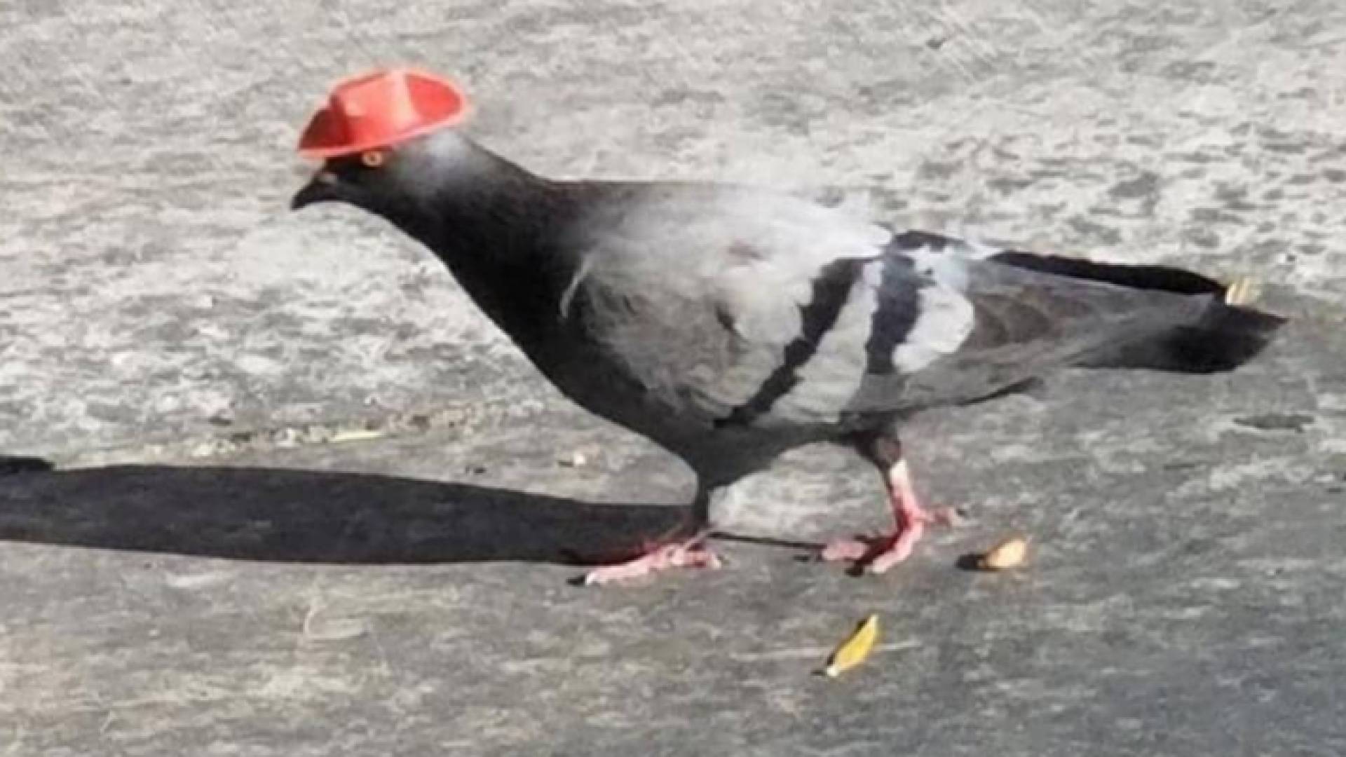 الحمامة تضع قبعة على رأسها