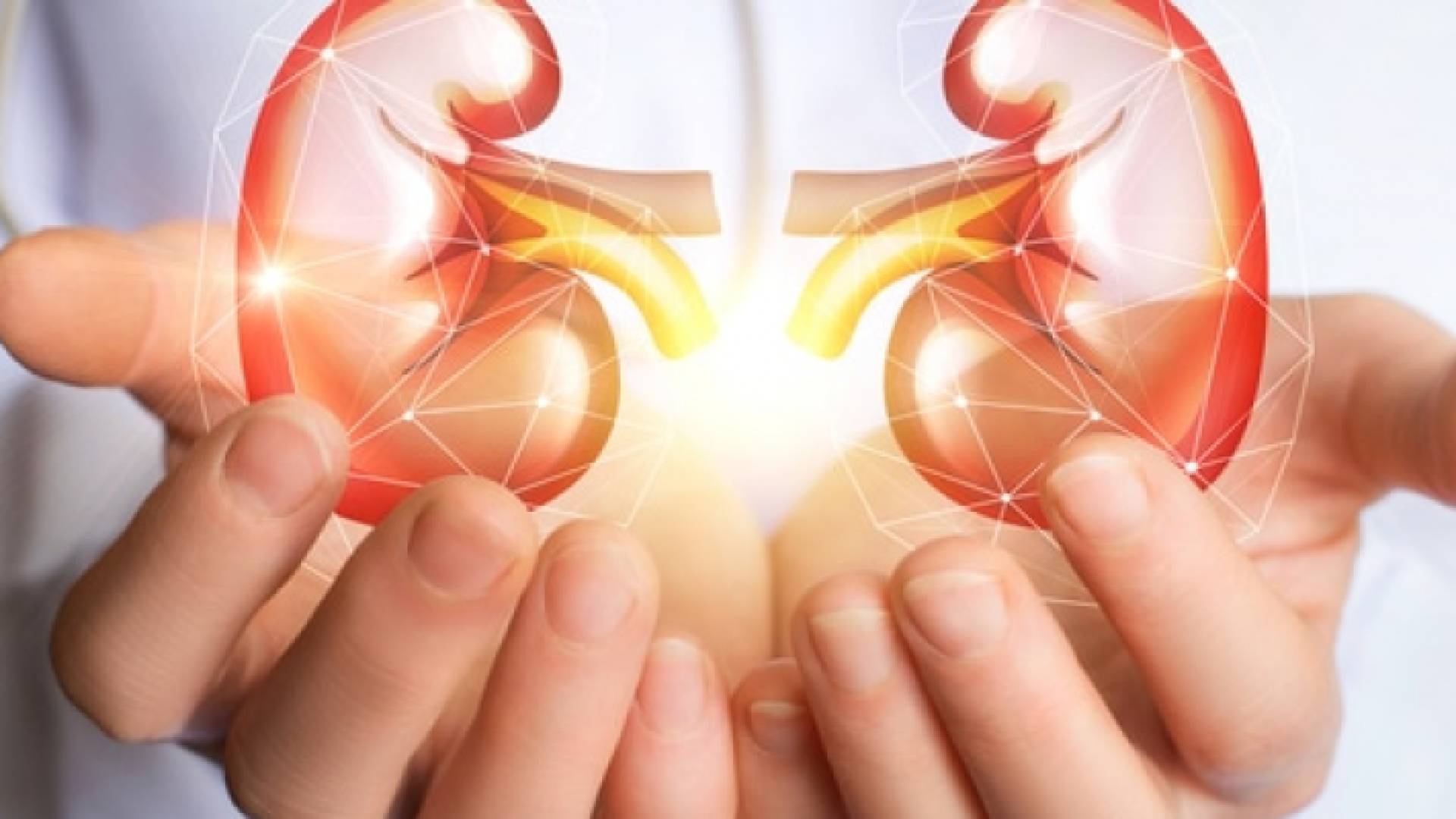 تفرز الكلى هرمون يساعد في انتاجية خلايا الدم الحمراء - تعبيرية