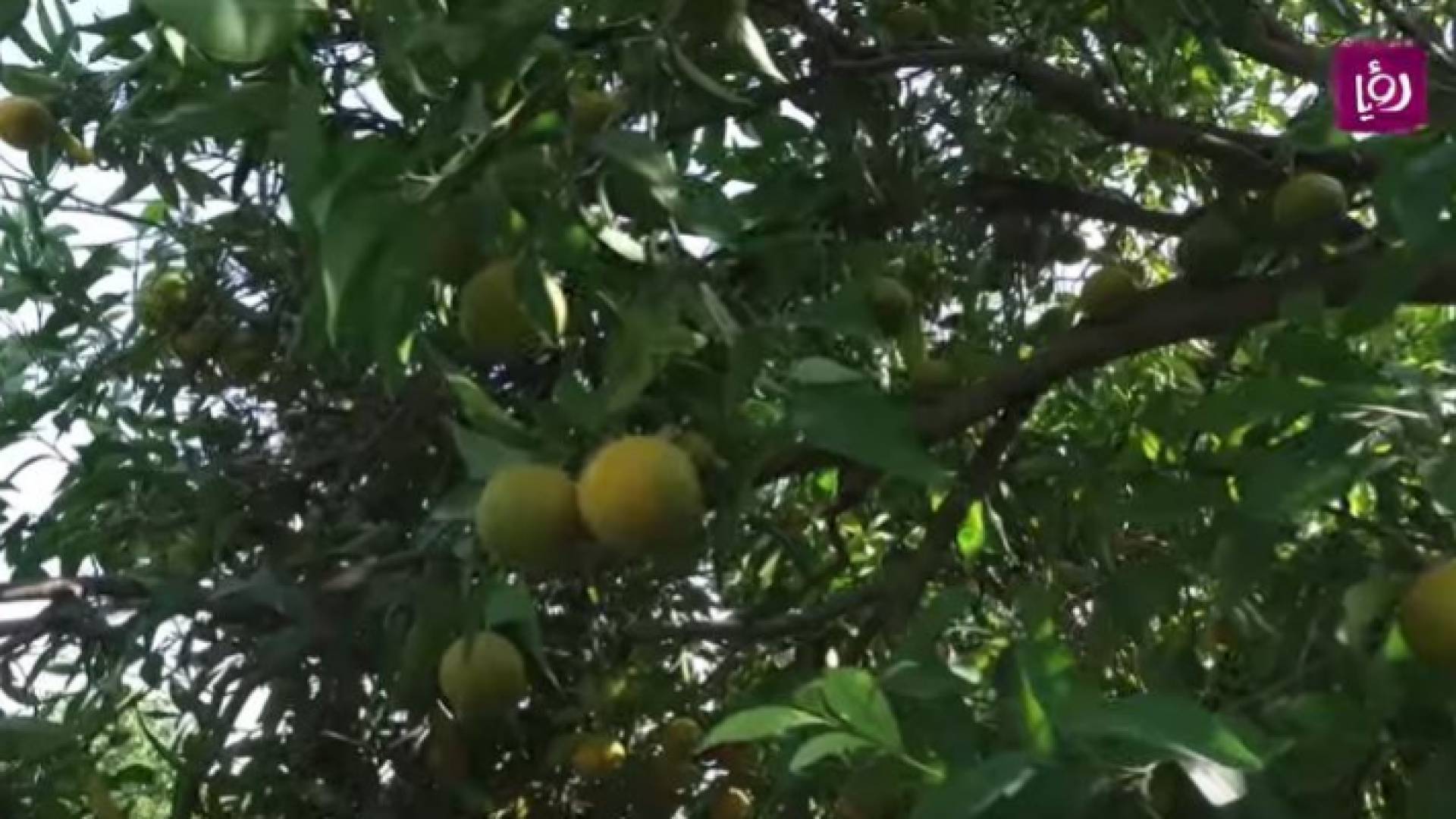 الحمضيات المنتجة محليا في الاغوار الشمالية من اجود الانواع عالميا