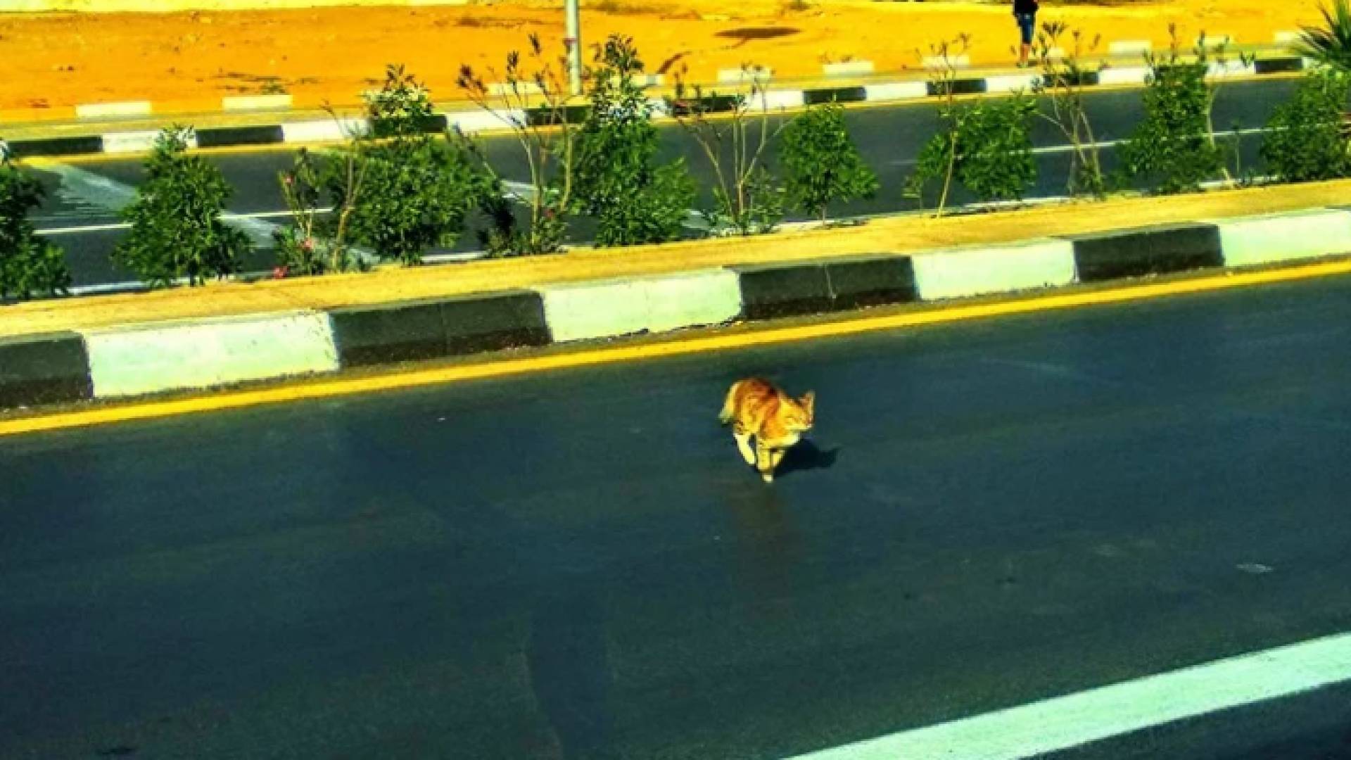 القطة على الشارع في شرم الشيخ