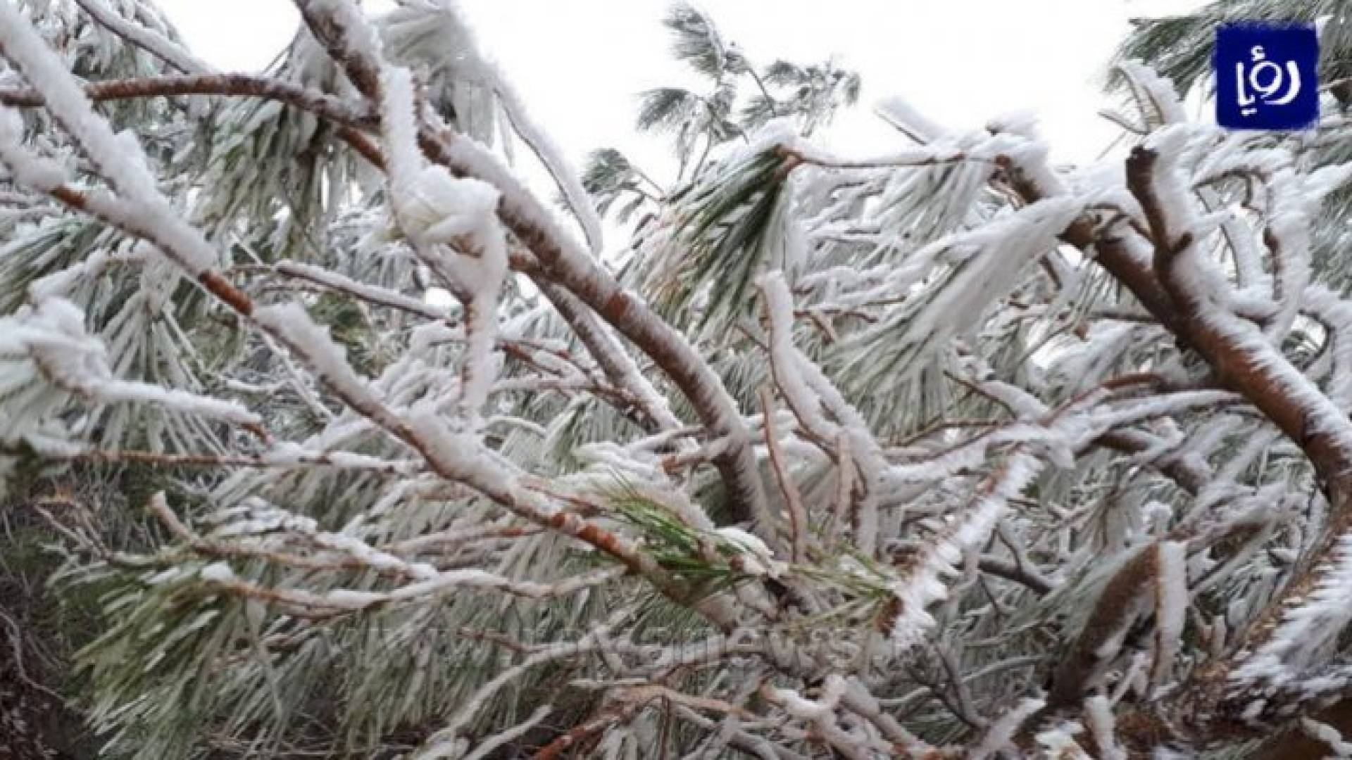 الصقيع في منطقة الرشادية - ارشيفية