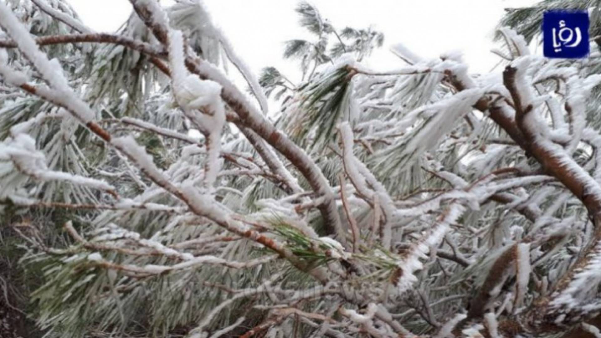 الصقيع في منطقة الرشادية العام الماضي - ارشيفية