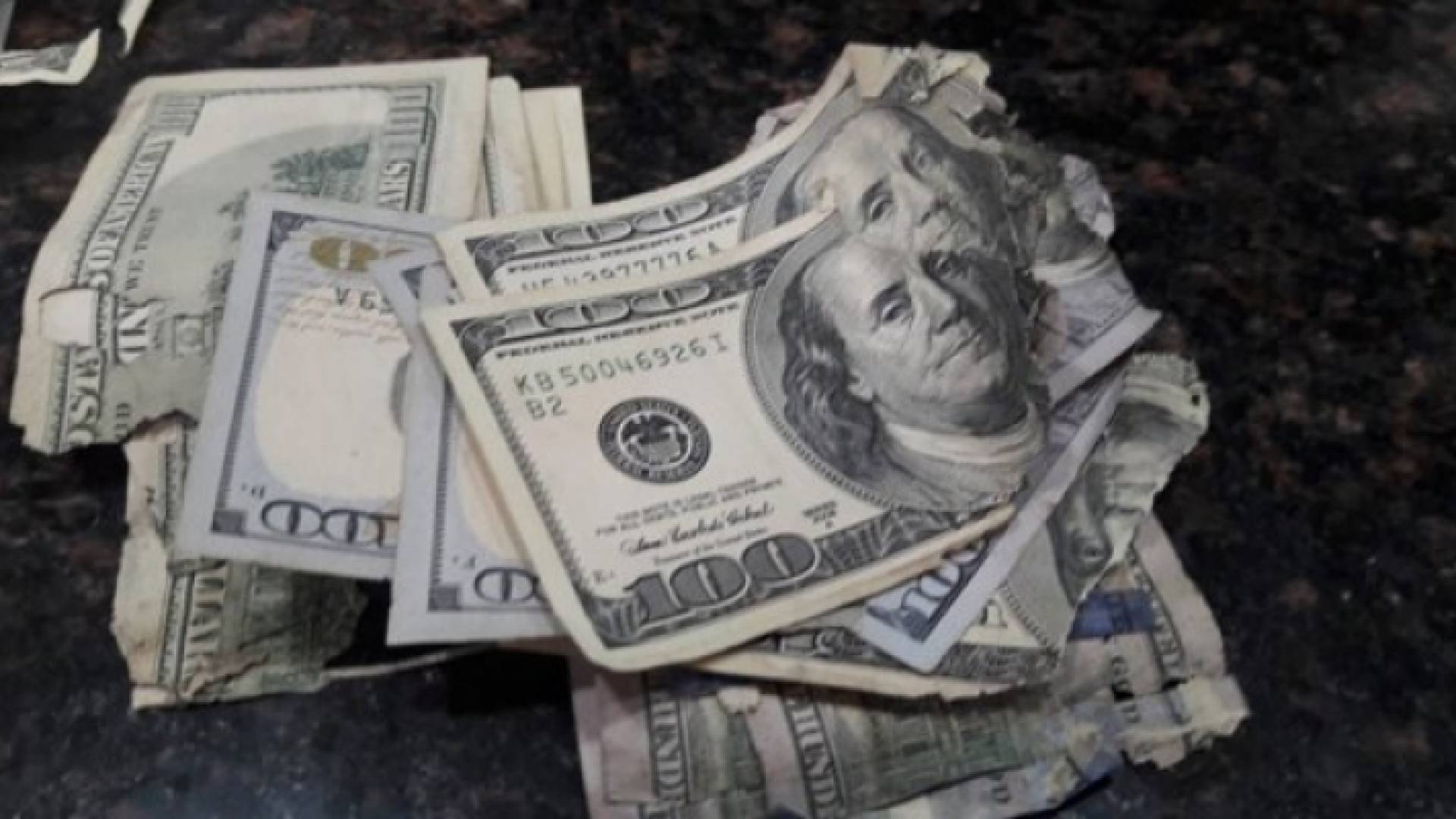فأر يقضم 50 ألف دولار في قطاع غزة