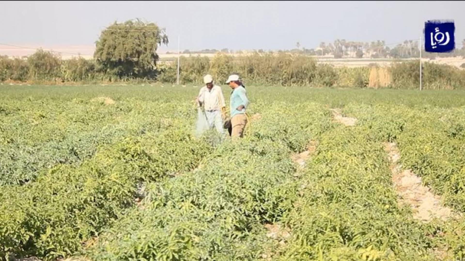 صورة من الفيديو