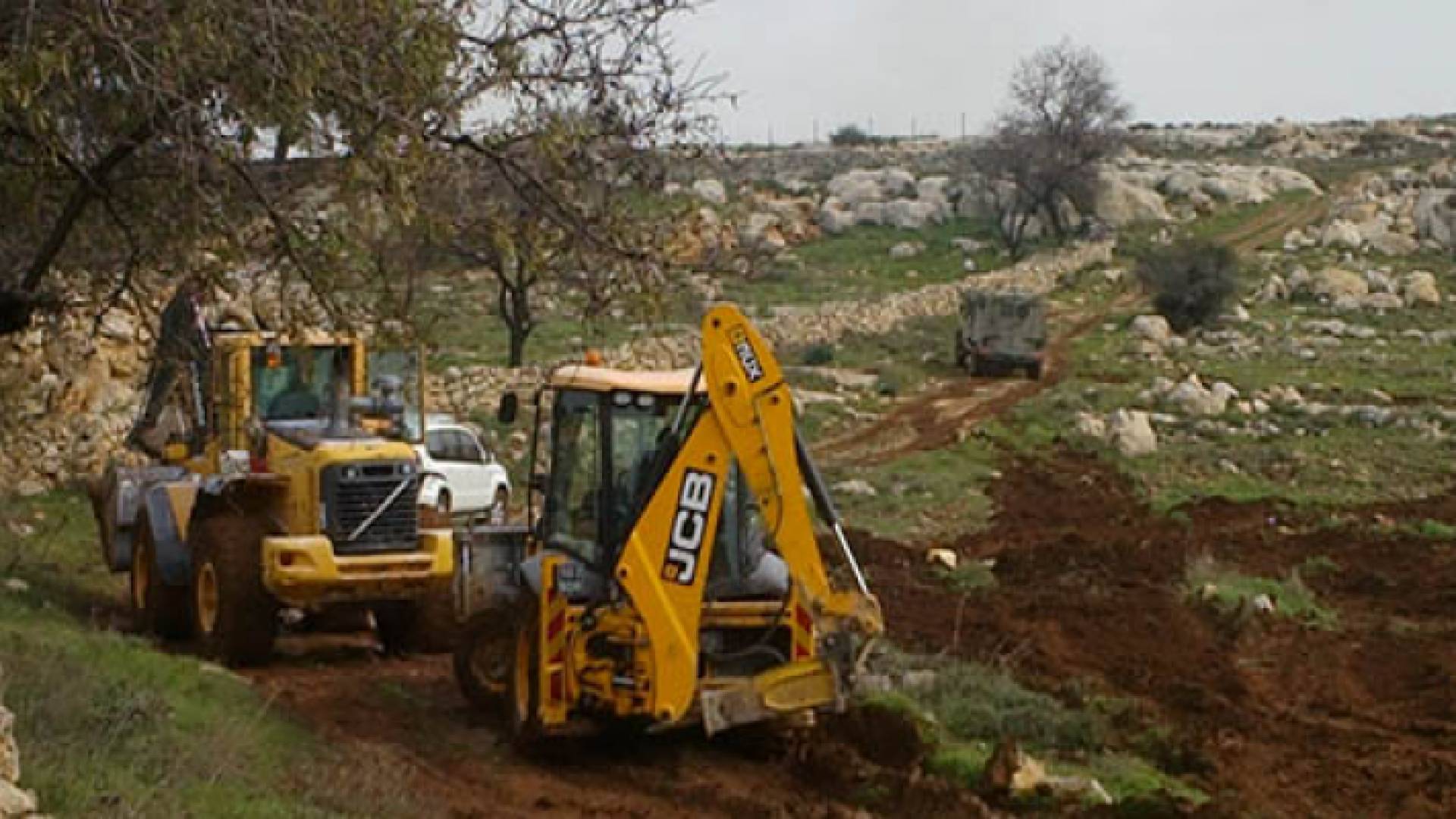 الاحتلال يقتلع أشجارا