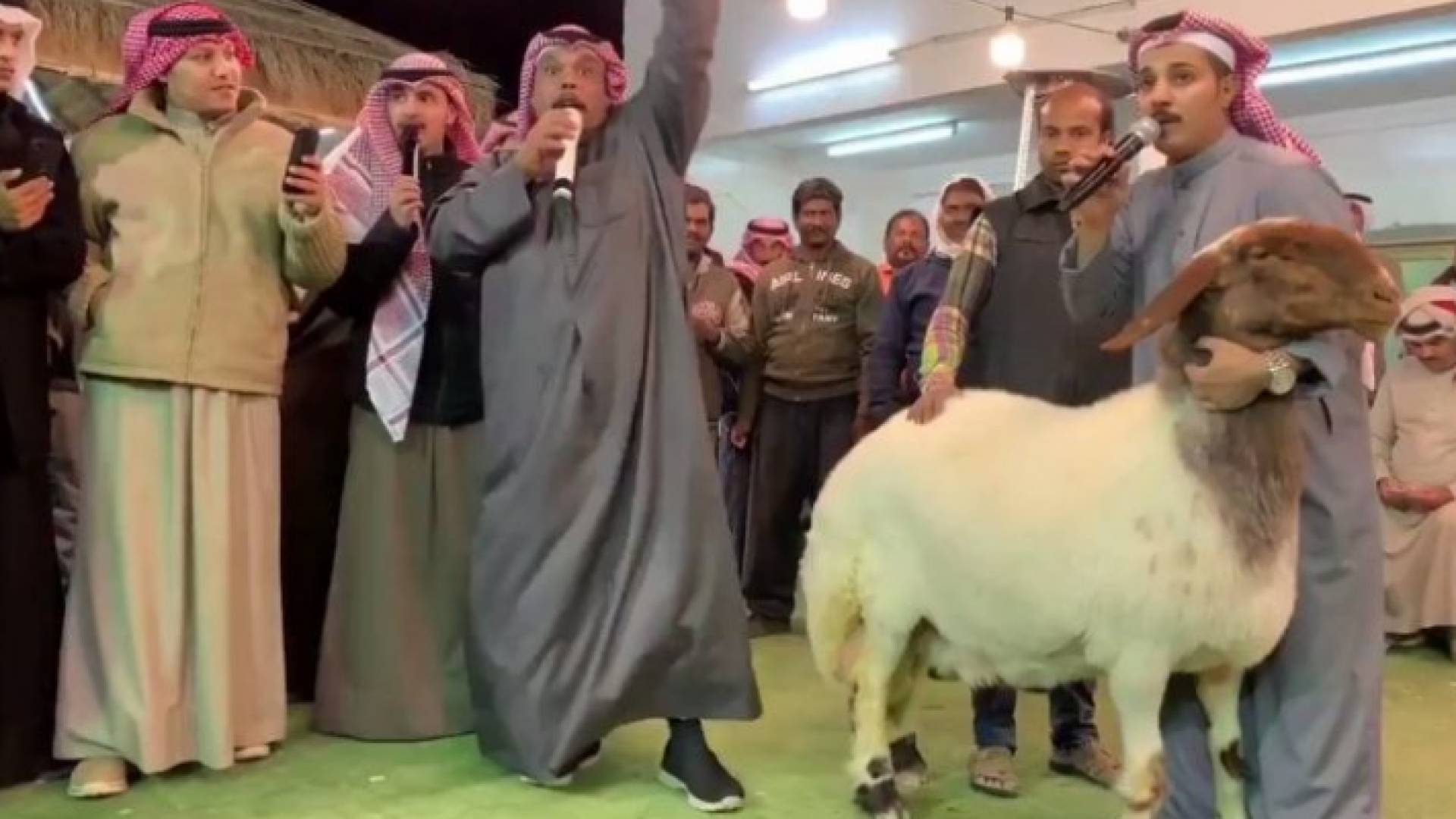 بيع نعجة في الكويت بحوالي 94 ألف دينار أردني