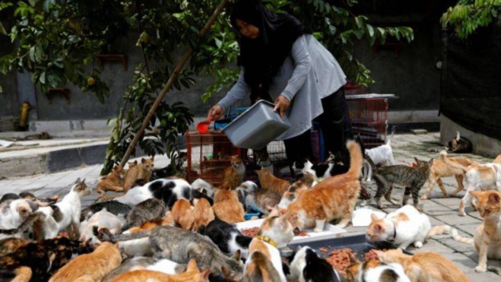 السيدة أجوستا رفقة القطط