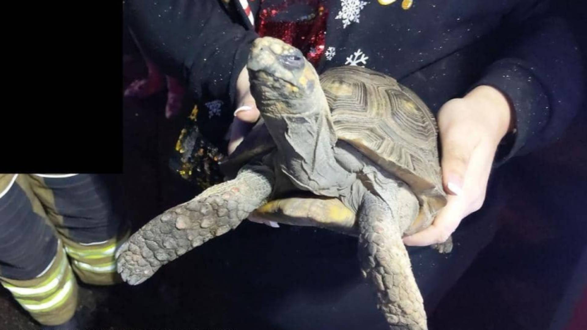 السلحفاة هي من أشعلت الحريق في المنزل