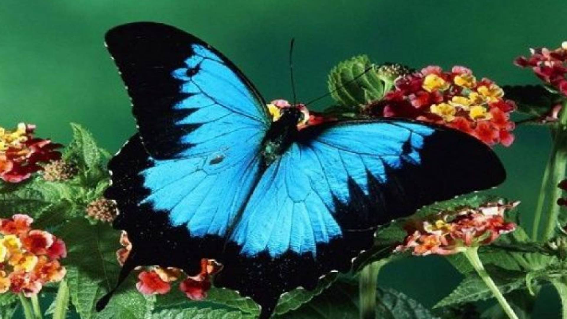 فراشة نادرة تحير علماء العالم