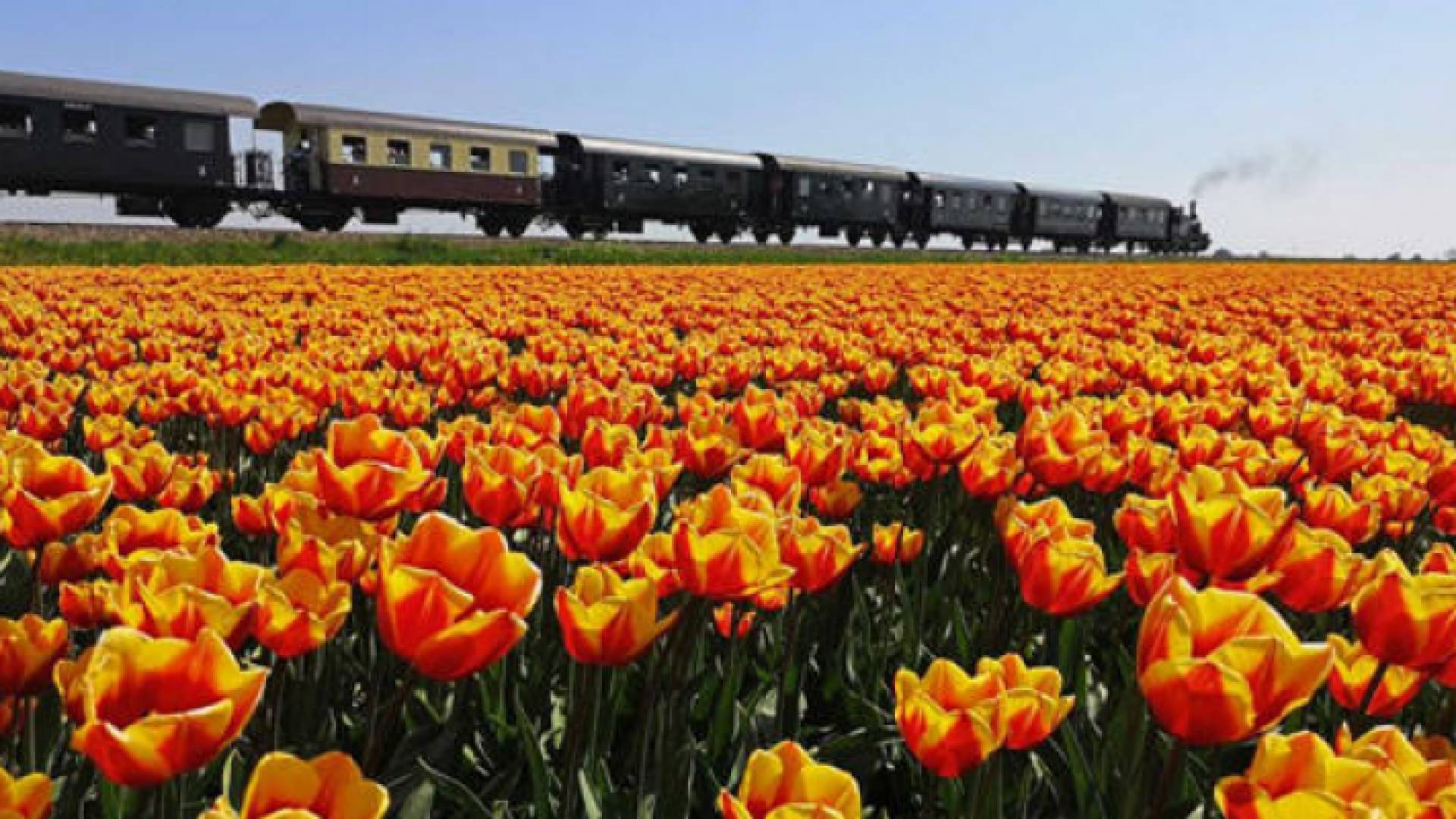 هولندا ستتخلى عن لقبها وتحتفظ باسمها الرسمي