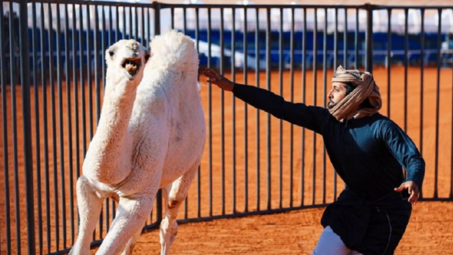 السعوديون يصارعون الإبل