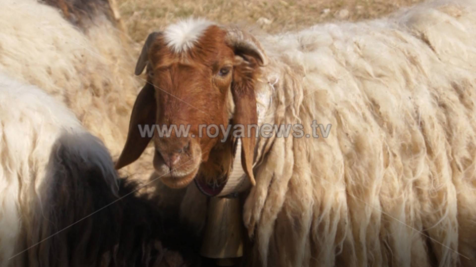 العائد كان 102 مليون دينار أردني