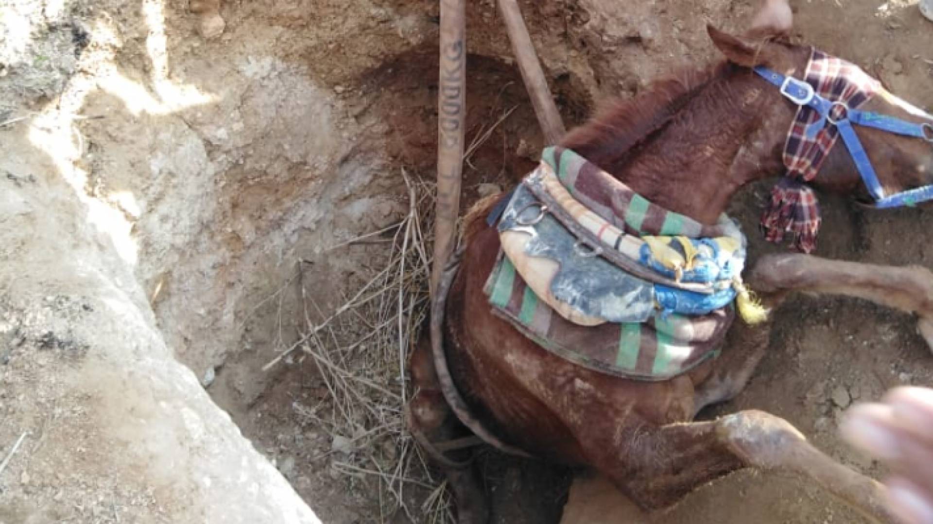 الدفاع المدني ينقذ حصان وقع داخل حفرة في عراق الأمير