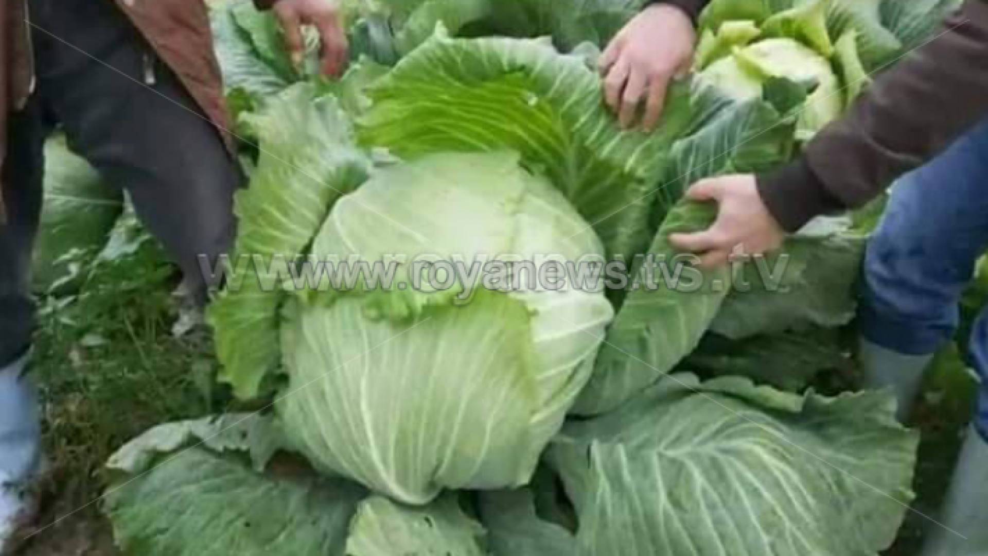 الملفوف ينمو في منطقة عين الزغدية ببلدة كفرنجة