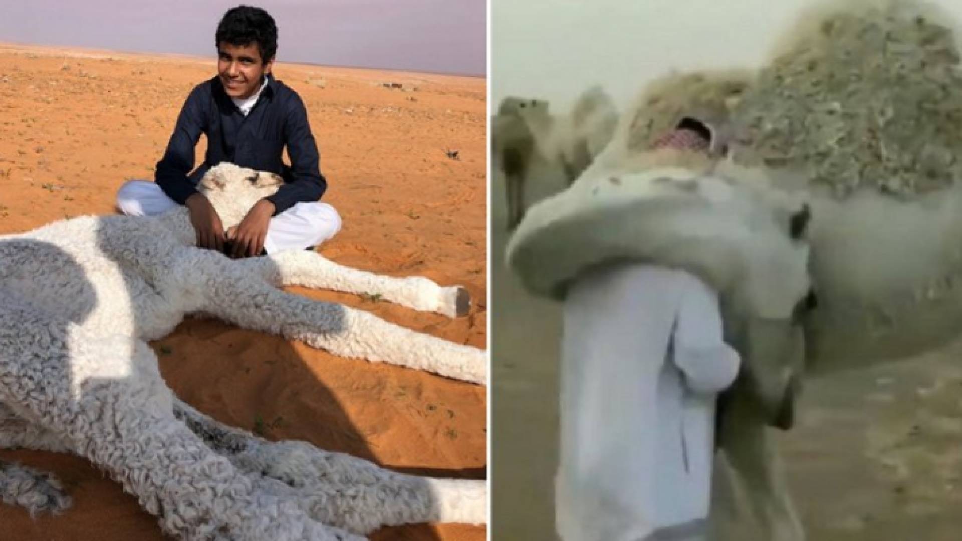العناق يحصل يوميا