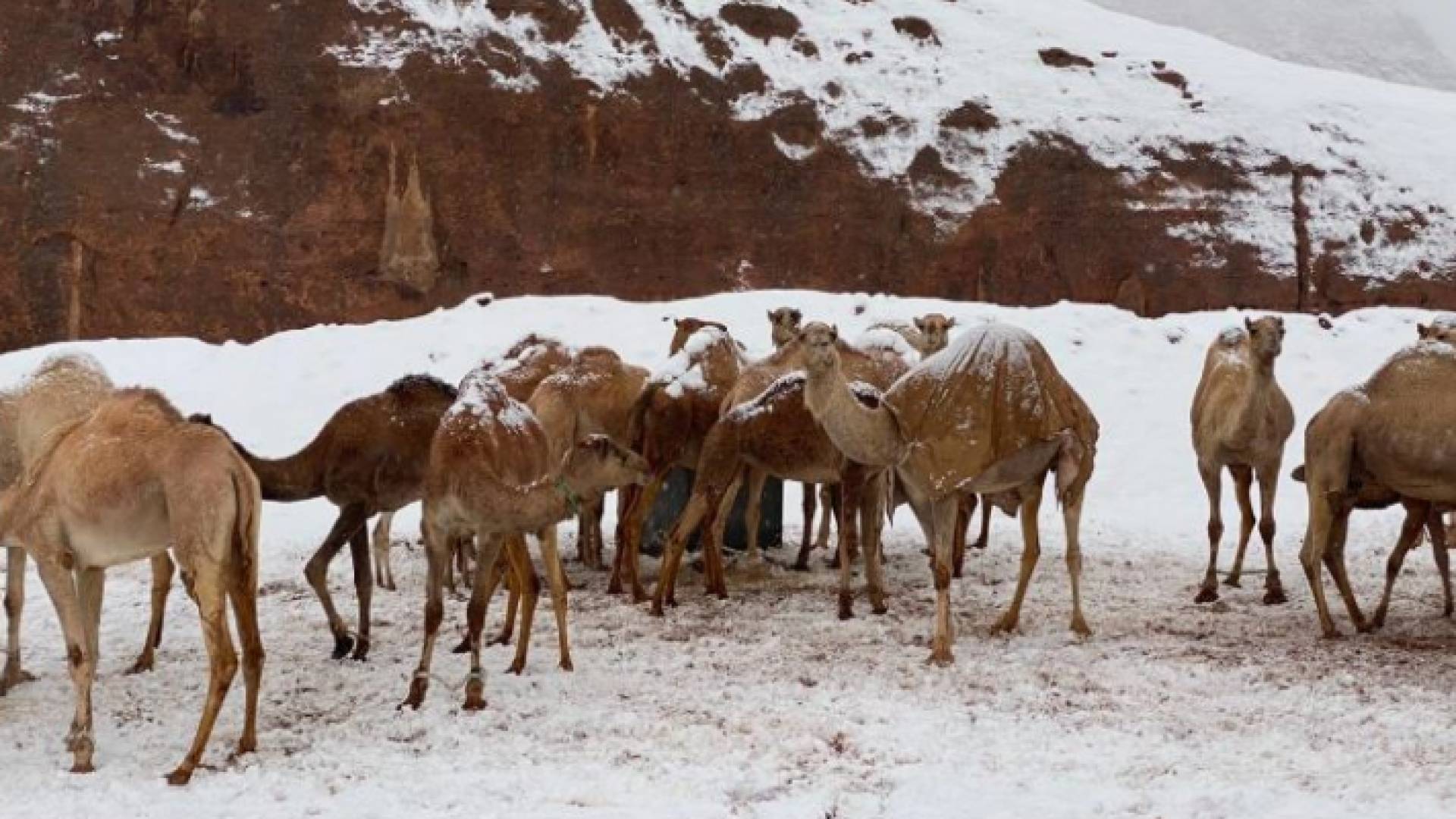 الثلوج في تبوك بالسعودية