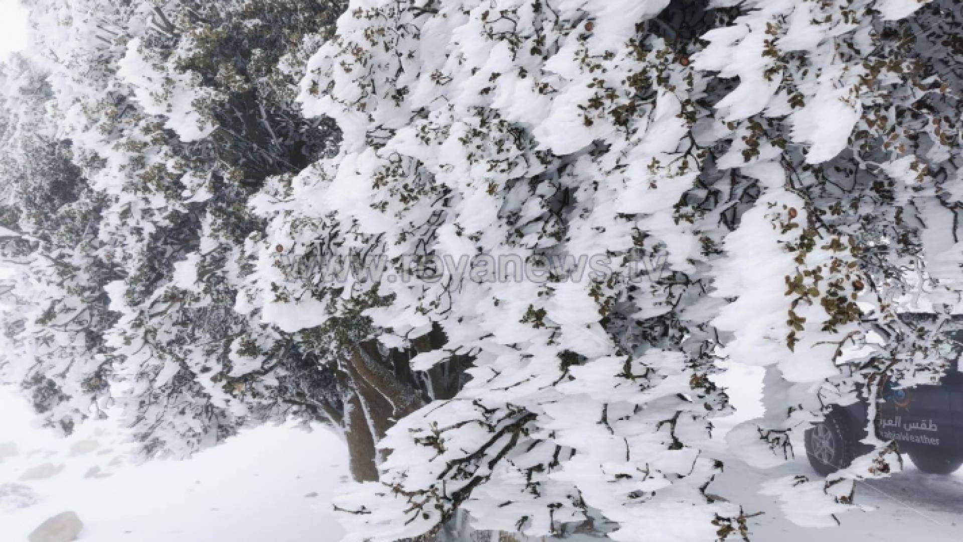 صورة من الفيديو