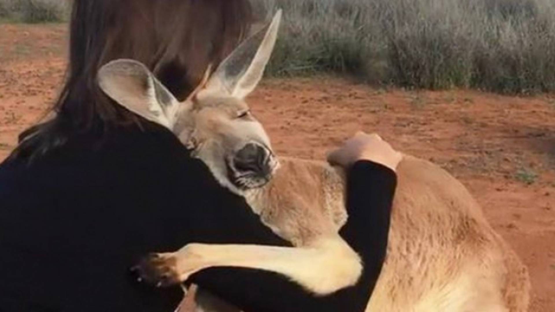 كنغر يحضن امرأة